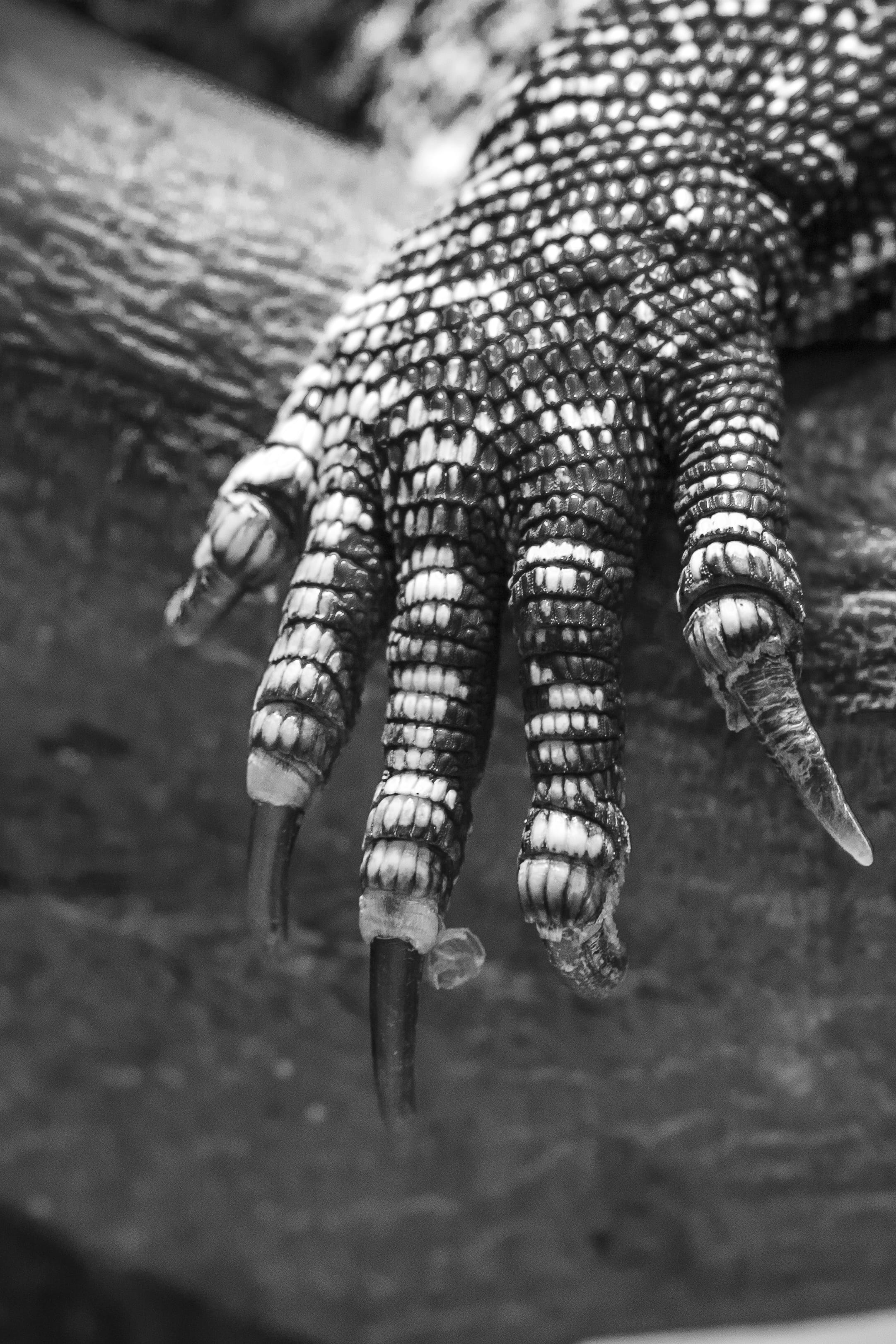 photo, wildlife, 2K, vertebrate, human hand, dangerous, day, wild, water, danger, real people, animals in captivity, skin, animal themes, animal wildlife, Phone HD Wallpaper