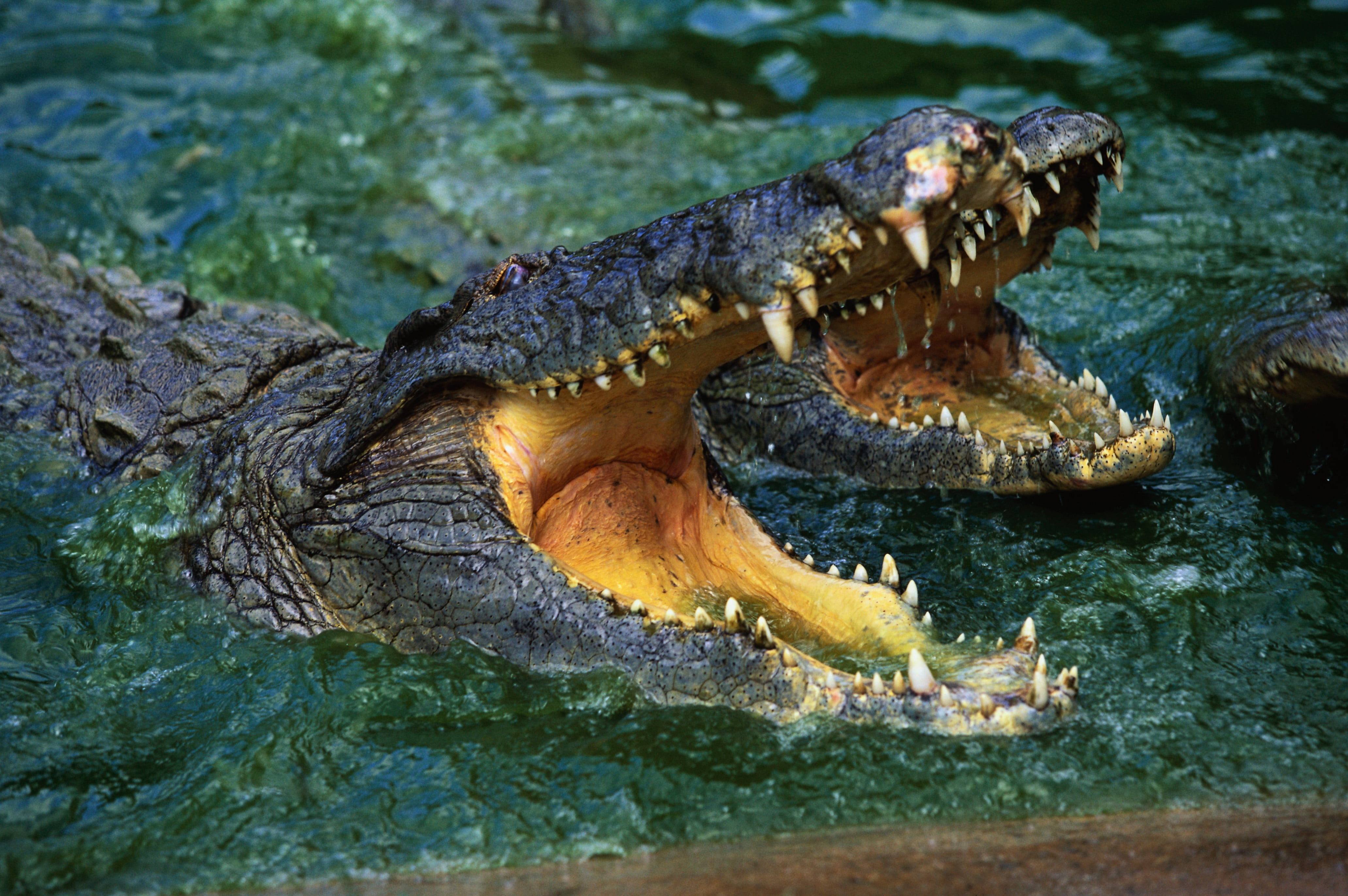 day, animal, swamp, aggression, crocodile, hungry, large, marine, danger, two, wildlife, animal Mouth, animal Teeth, warning sign, water, 4K, one animal, HD Wallpaper
