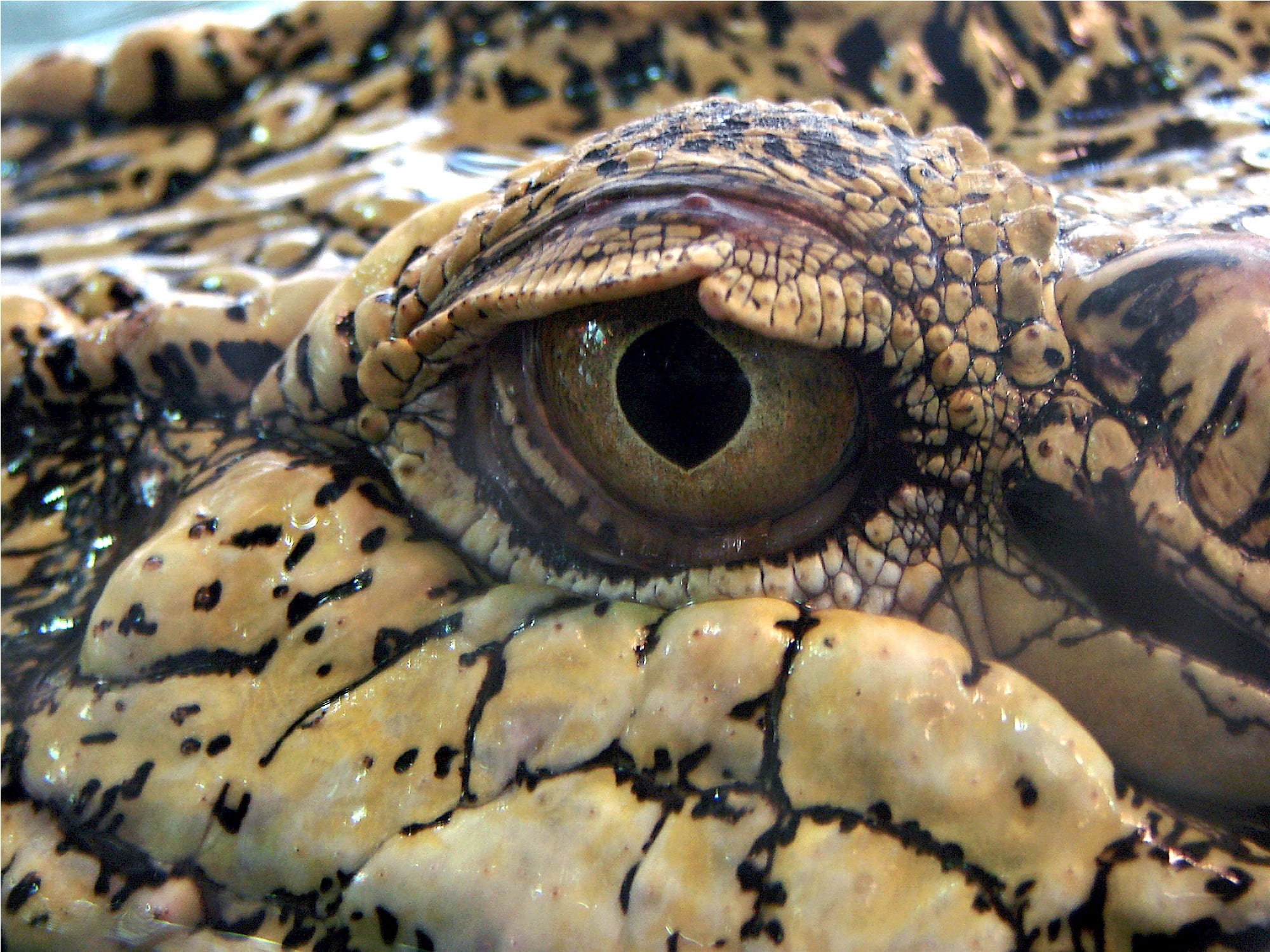 jaws, eye, 1080P, carnivore, skin, reptile, vertebrate, scales, water, animal head, animal, body part, power, day, wild, tropical, macro, sea, crocodile, HD Wallpaper