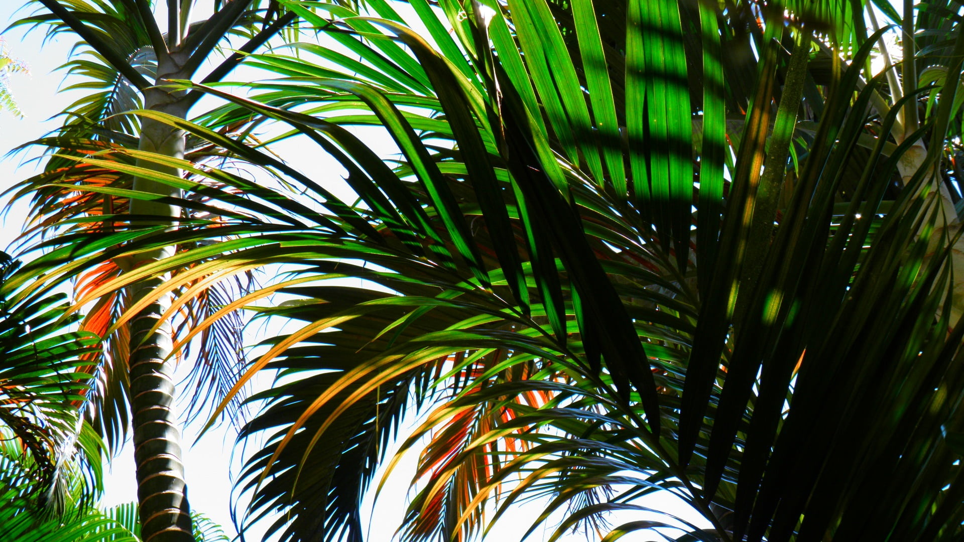 close-up, tropical tree, tropical, bamboo - plant, outdoors, no people, flora, tropical climate, northeast, focus, litoral, palm, green, foliage, beach, HD Wallpaper