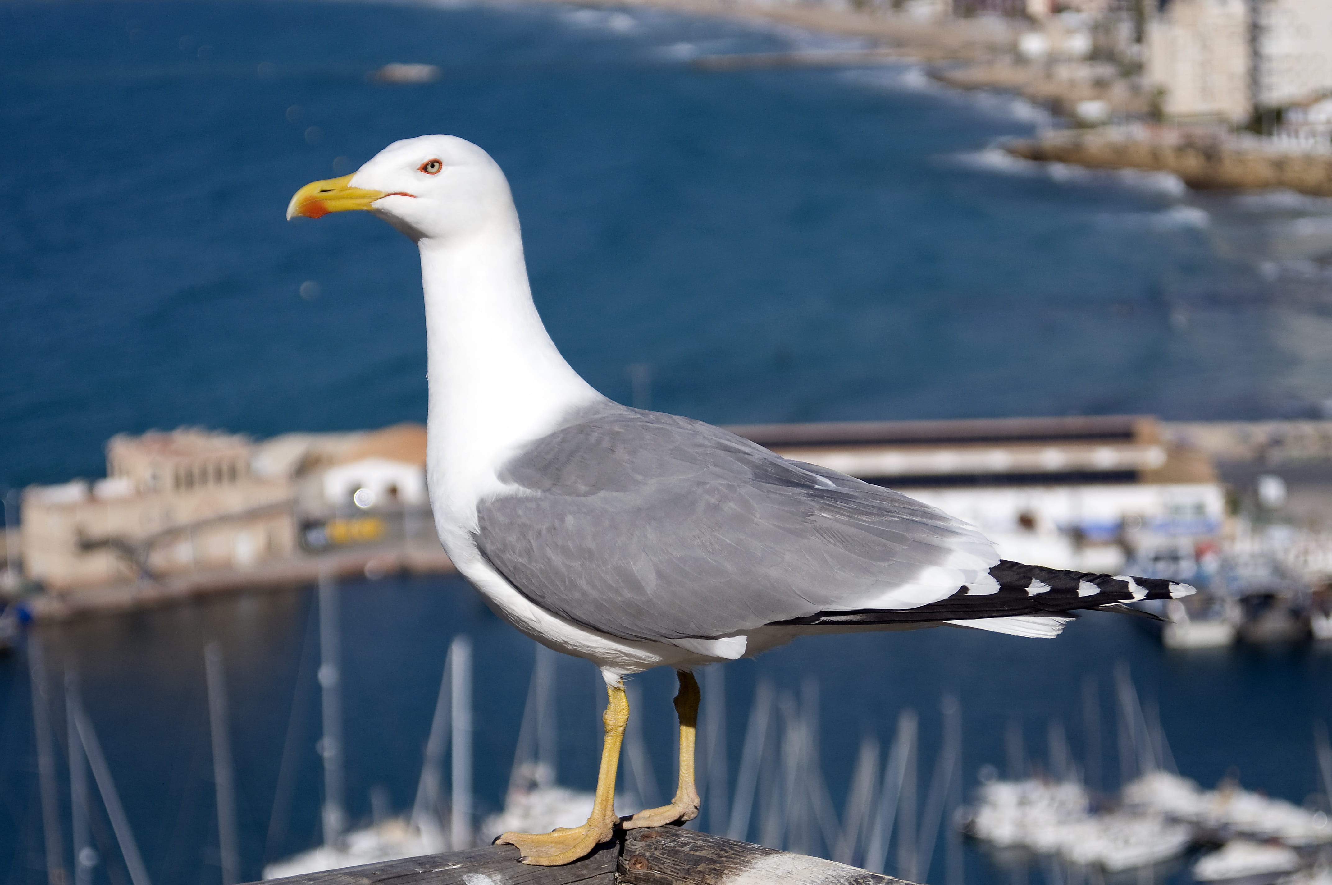 water, harbour, perching, nature, 4K, spain, calpe, focus on foreground, marina, beak, outdoors, vertebrate, animal wildlife, animal, architecture, seagull, HD Wallpaper