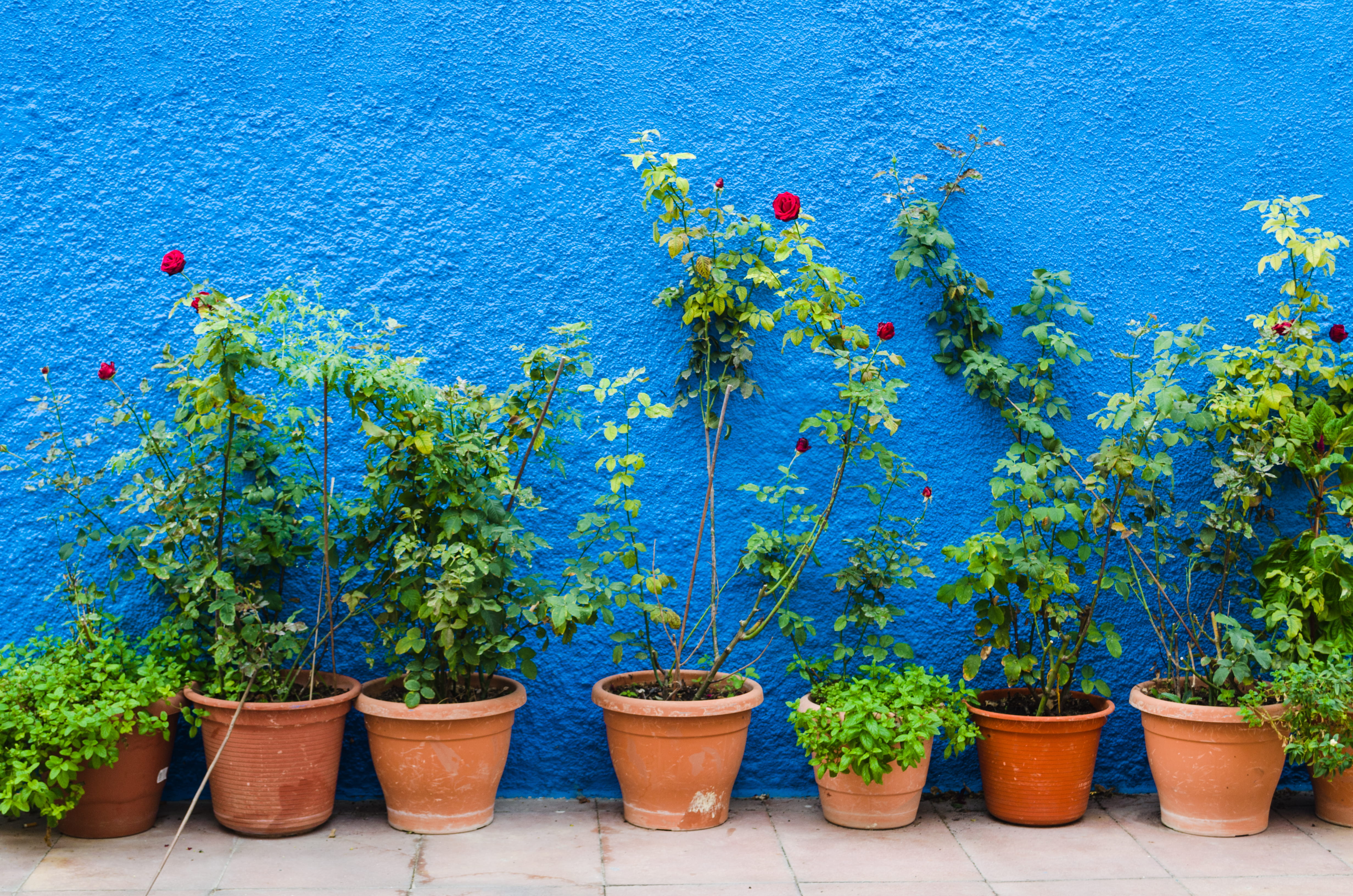 day, nature, tree, flower pot, potted plant, side by side, green color, botany, blue, flower, wall - building feature, growth, 4K, plant, gardening, beauty in nature, HD Wallpaper