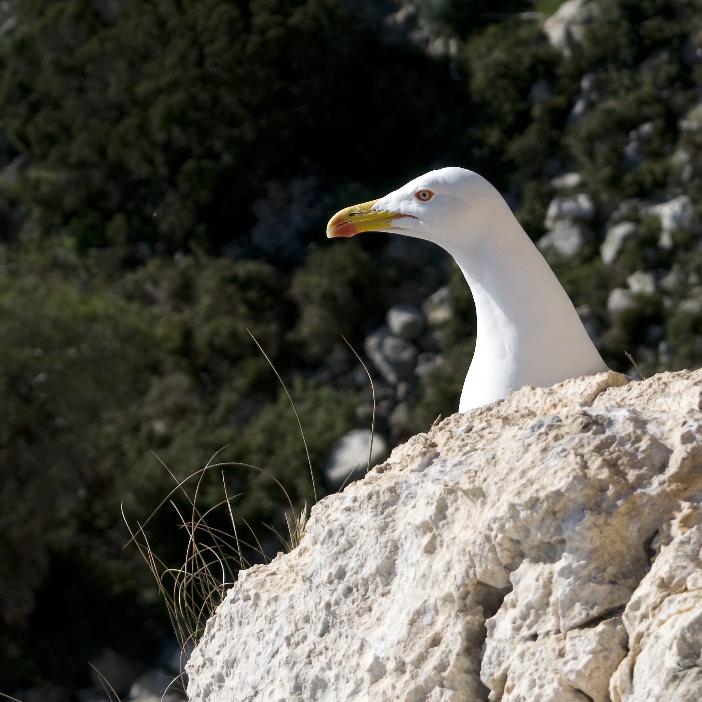 calpe, profile view, animal themes, plant, animal, wildlife, outdoors, water, solid, day, perching, animal neck, nature, beak, no people, animal wildlife, Phone HD Wallpaper