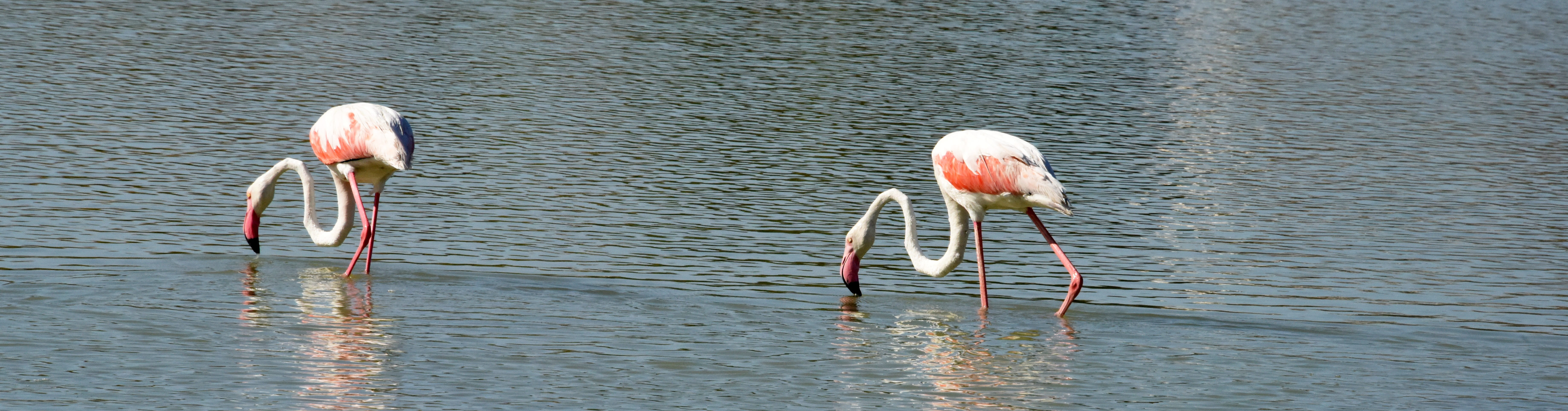 calpe, spain, Feathers, Flemish, vertebrate, day, animal wildlife, animal themes, group of animals, flamingo, couple, animals in the wild, Bird, beauty in nature, HD Wallpaper
