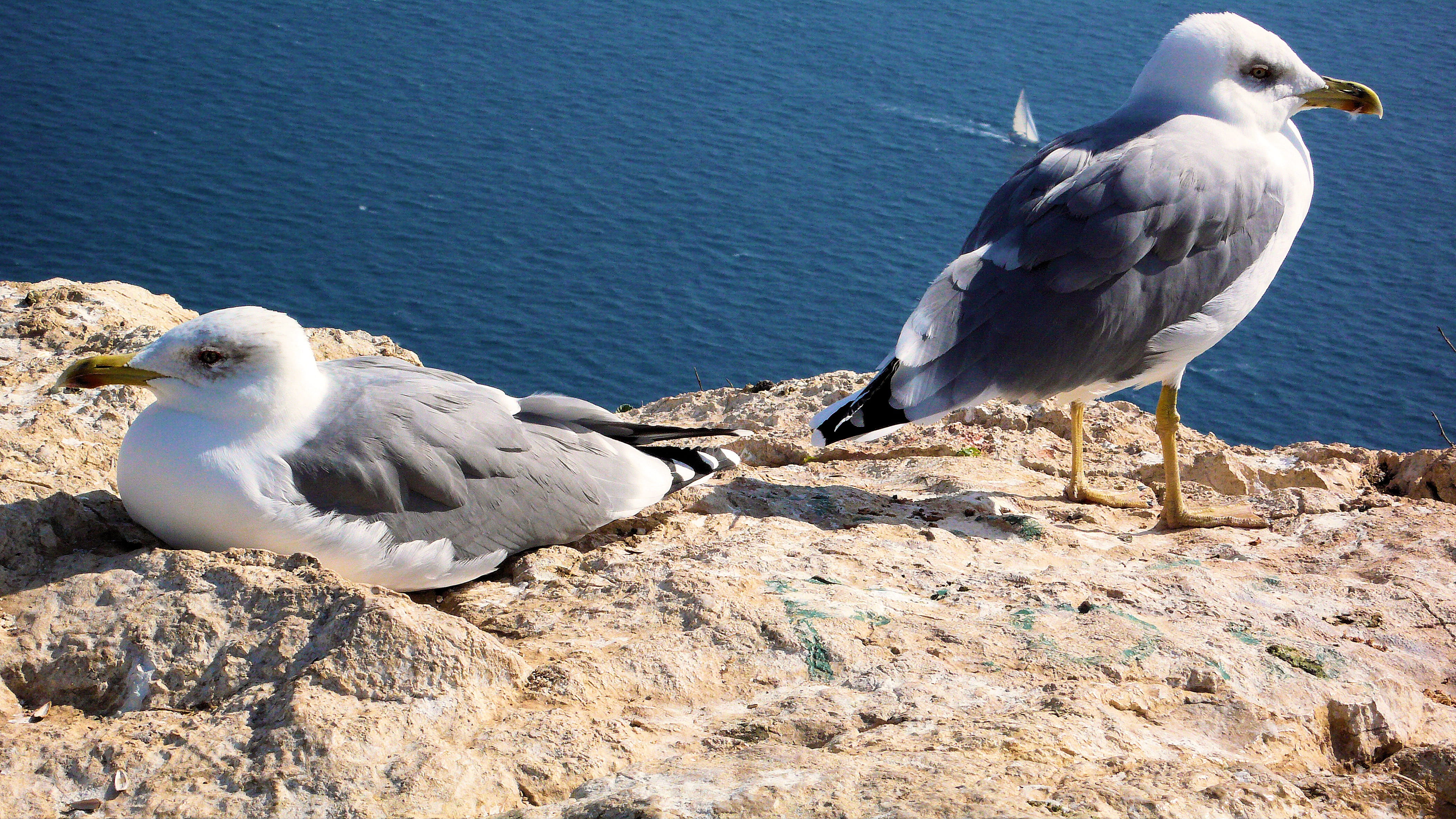 4K, rock, mövenfelsen, nature, perching, Spain, sea Bird, animal wildlife, sea, wildlife, one animal, animals in the wild, group of animals, animal themes, HD Wallpaper