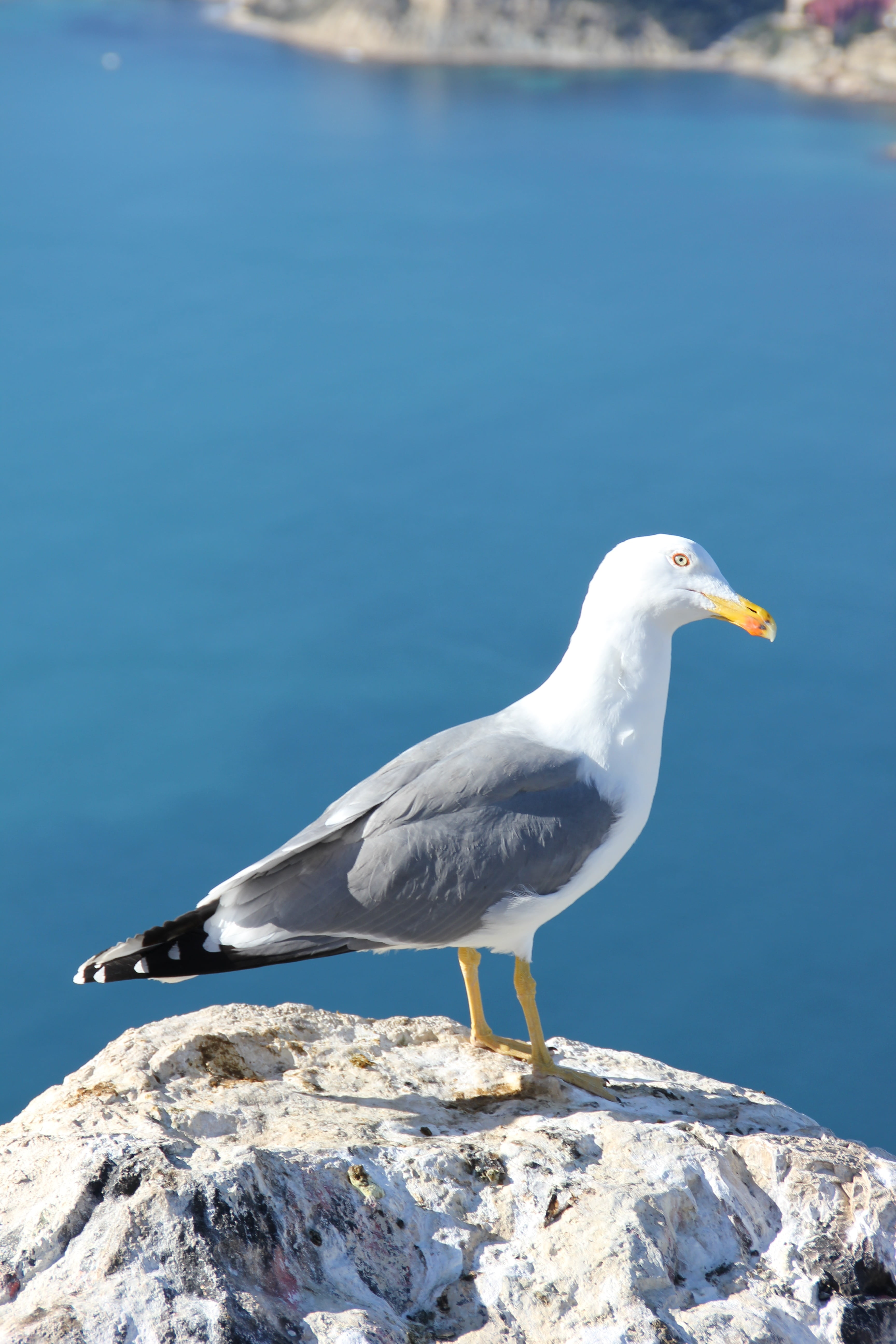vertebrate, perching, animal themes, 5K, calpe, animal wildlife, rock - object, sea, no people, alicante, day, bird, animal, spain, nature, water, animals in the wild, Phone HD Wallpaper