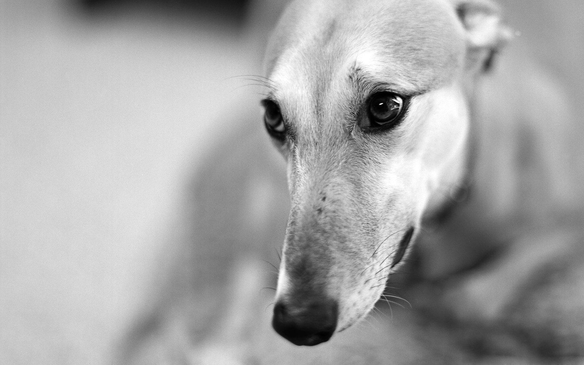 indoors, looking at camera, one animal, canine, pets, domestic animals, animal mouth, chihuahua - dog, focus on foreground, 1080P, animal eye, greyhound, HD Wallpaper