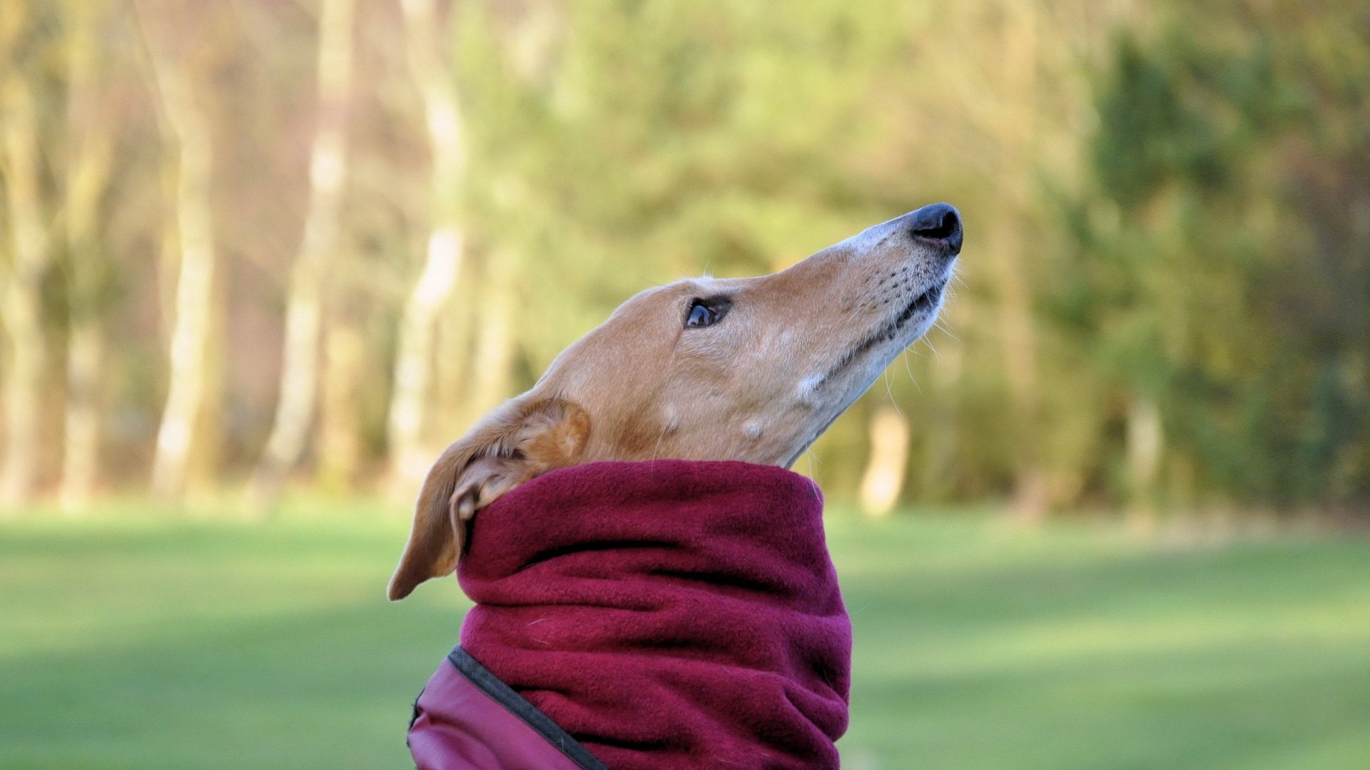 Dogs, 1080P, Greyhound, Dog, HD Wallpaper