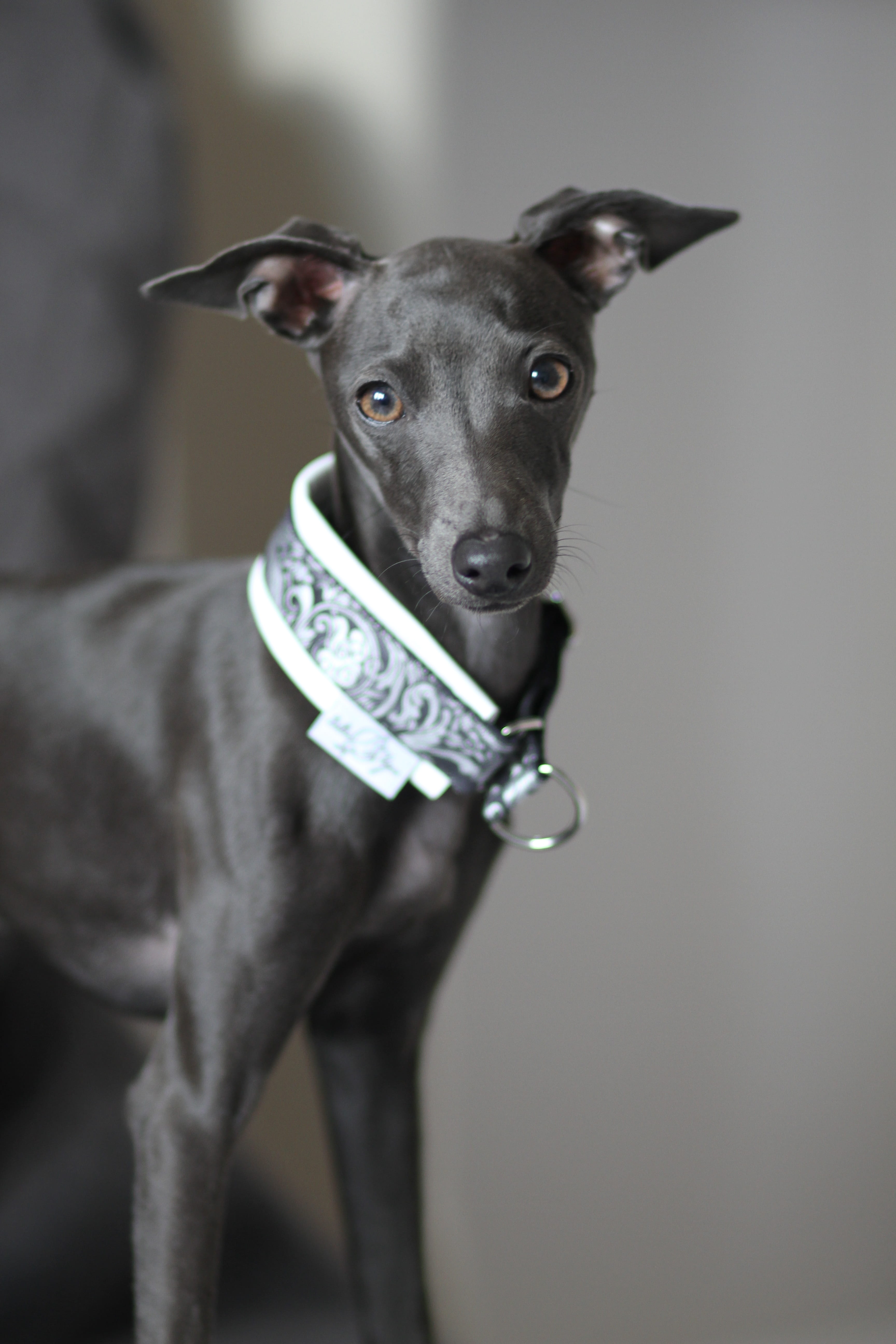 purebred, studio shot, animal, collar, close-up, greyhound, people, gray, eyes, sighthound, domestic animals, cute, domestic, little, dog, 5K, gorgeous, Phone HD Wallpaper