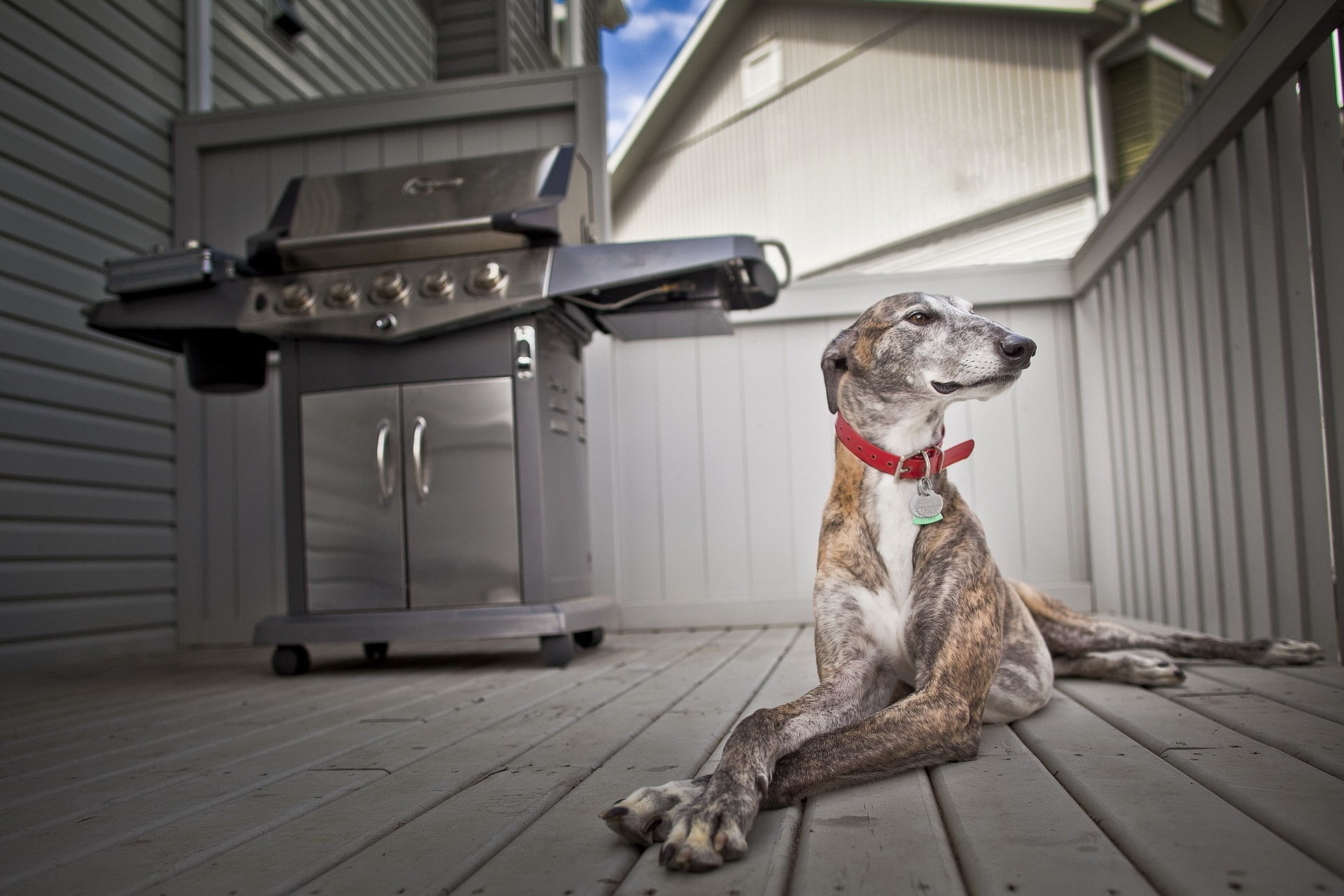 greyhound, 1080P, HD Wallpaper
