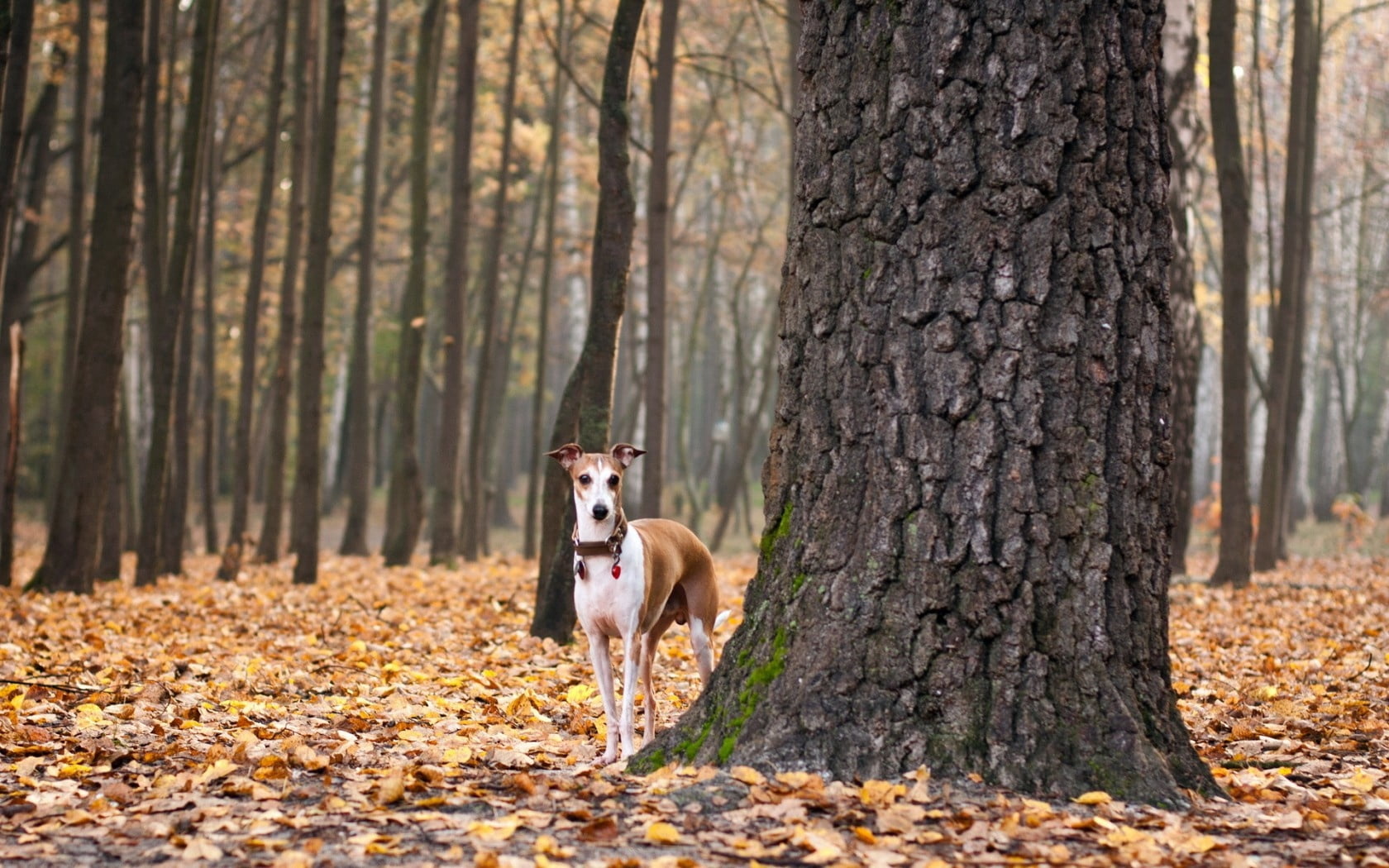 animal themes, brown, dog, mammal, leaves, adult, domestic animals, tree, plant part, outdoors, animal, leaf, land, domestic, purebred dog, pets, no people, HD Wallpaper