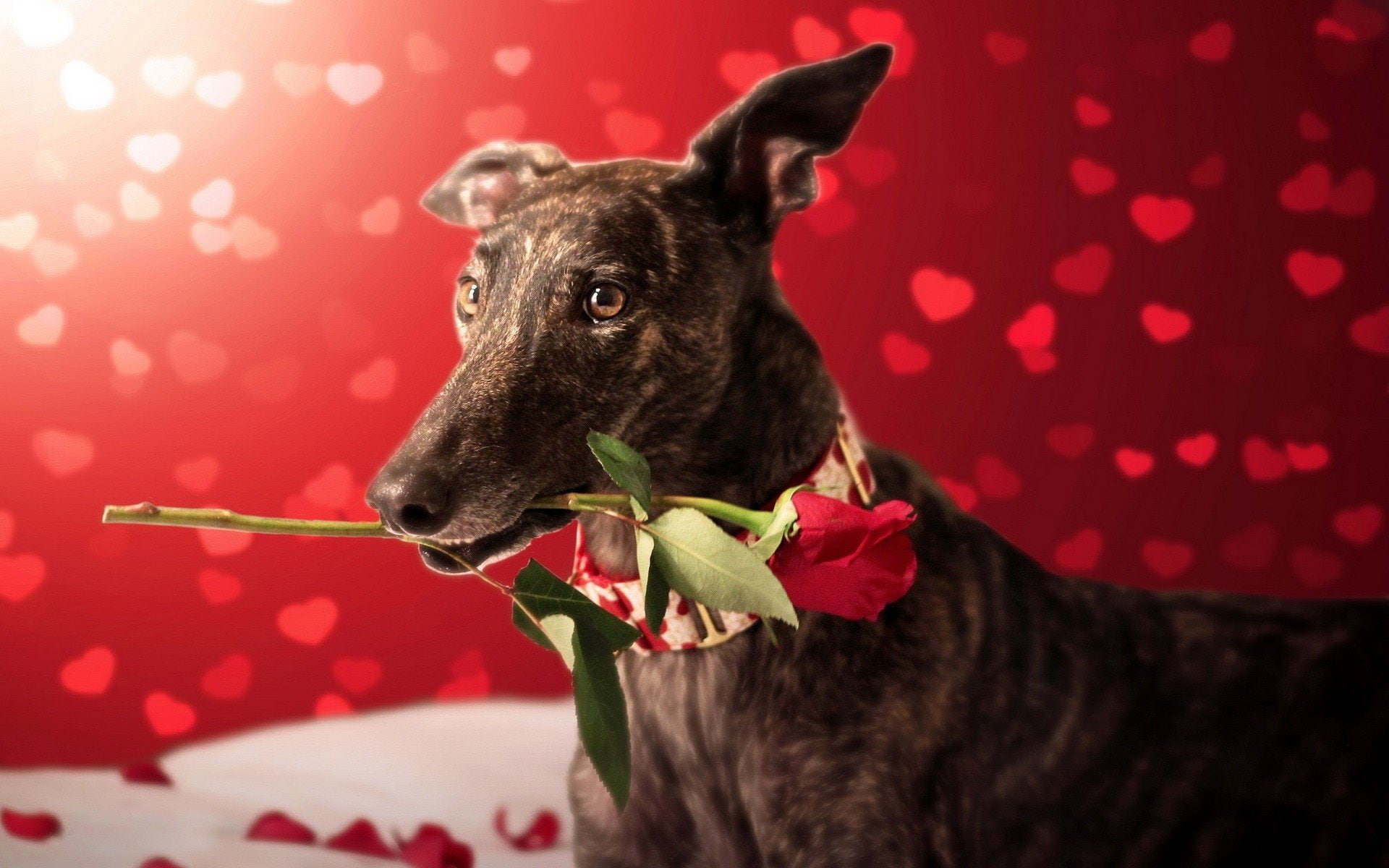 1080P, Greyhound, Dogs, HD Wallpaper