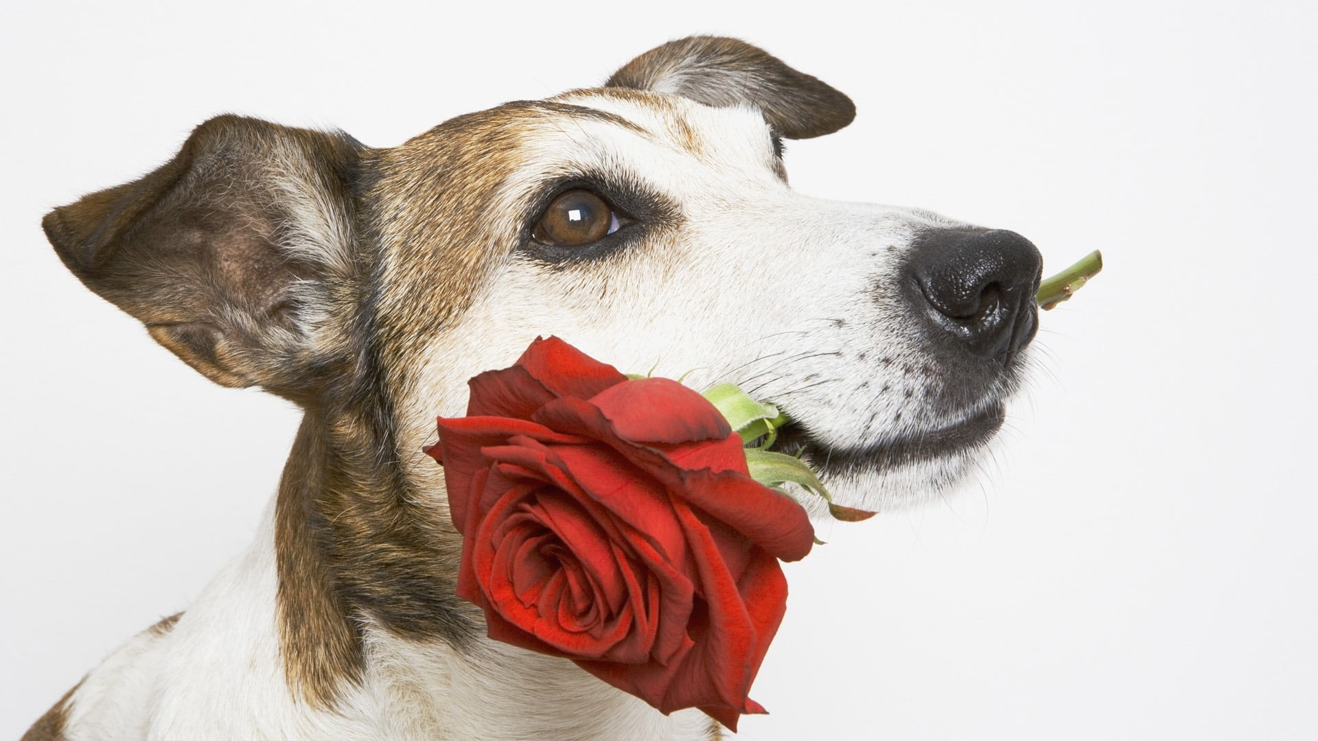 flower, animal body part, white, domestic Animals, domestic, looking, white background, friendship, muzzle, jack Russell Terrier, terrier, purebred Dog, HD Wallpaper