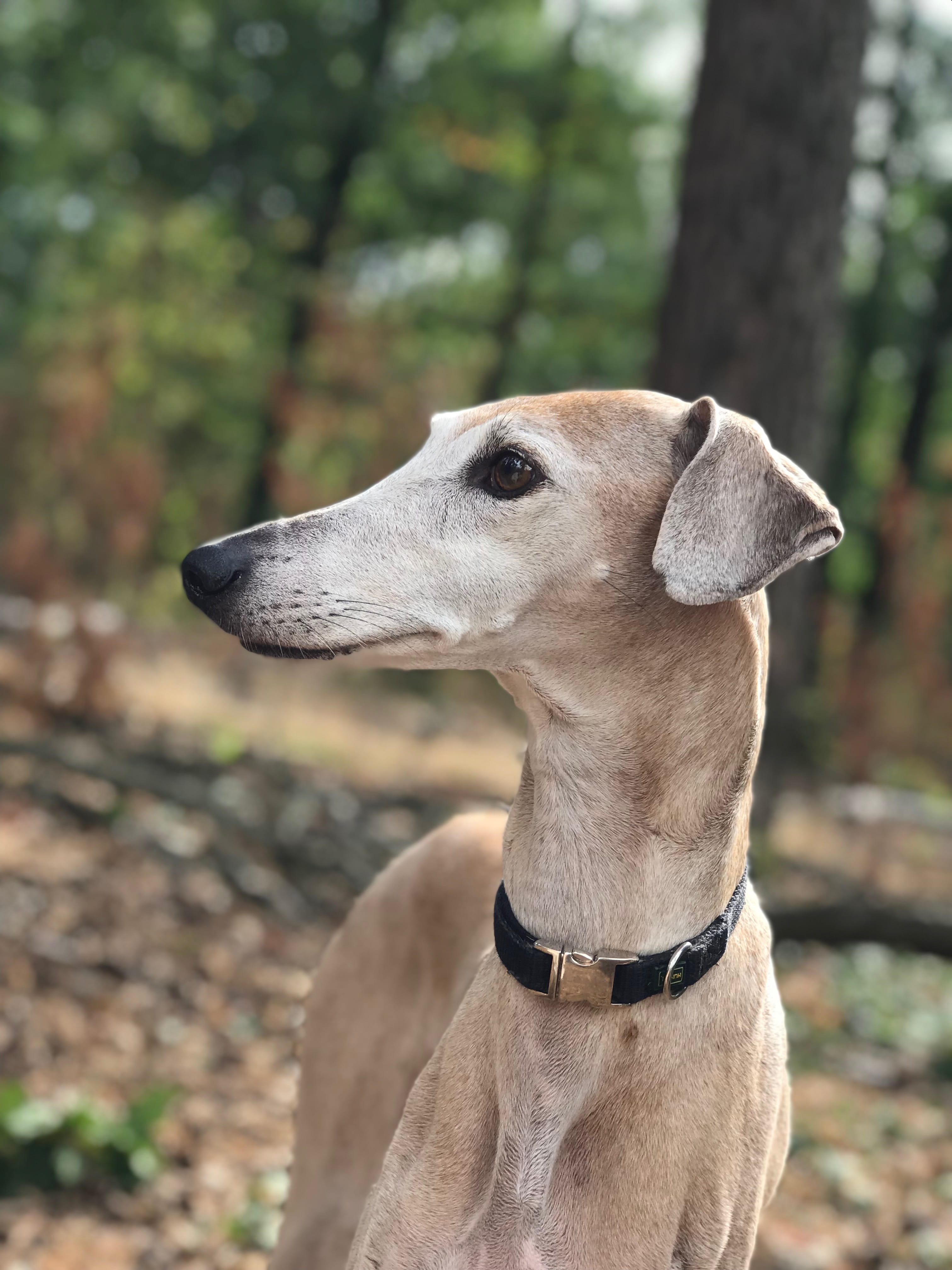 tree, mammal, vertebrate, pets, looking away, collar, weimaraner, pet, one animal, nature, domestic animals, animal, close up, greyhound, no people, azawakh, Phone HD Wallpaper