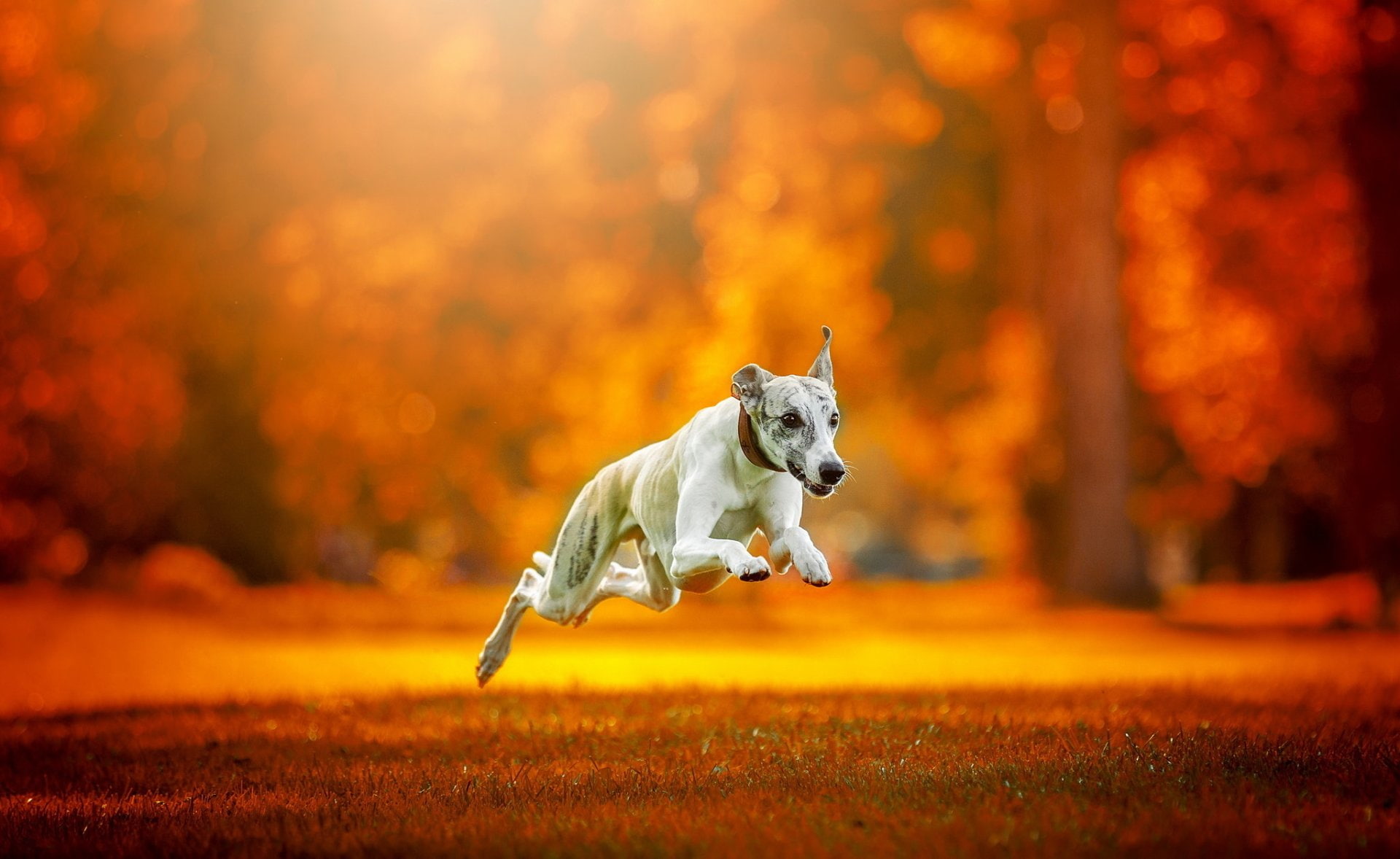 Greyhound, Orange, 1080P, Dog, Dogs, Depth Of Field, HD Wallpaper