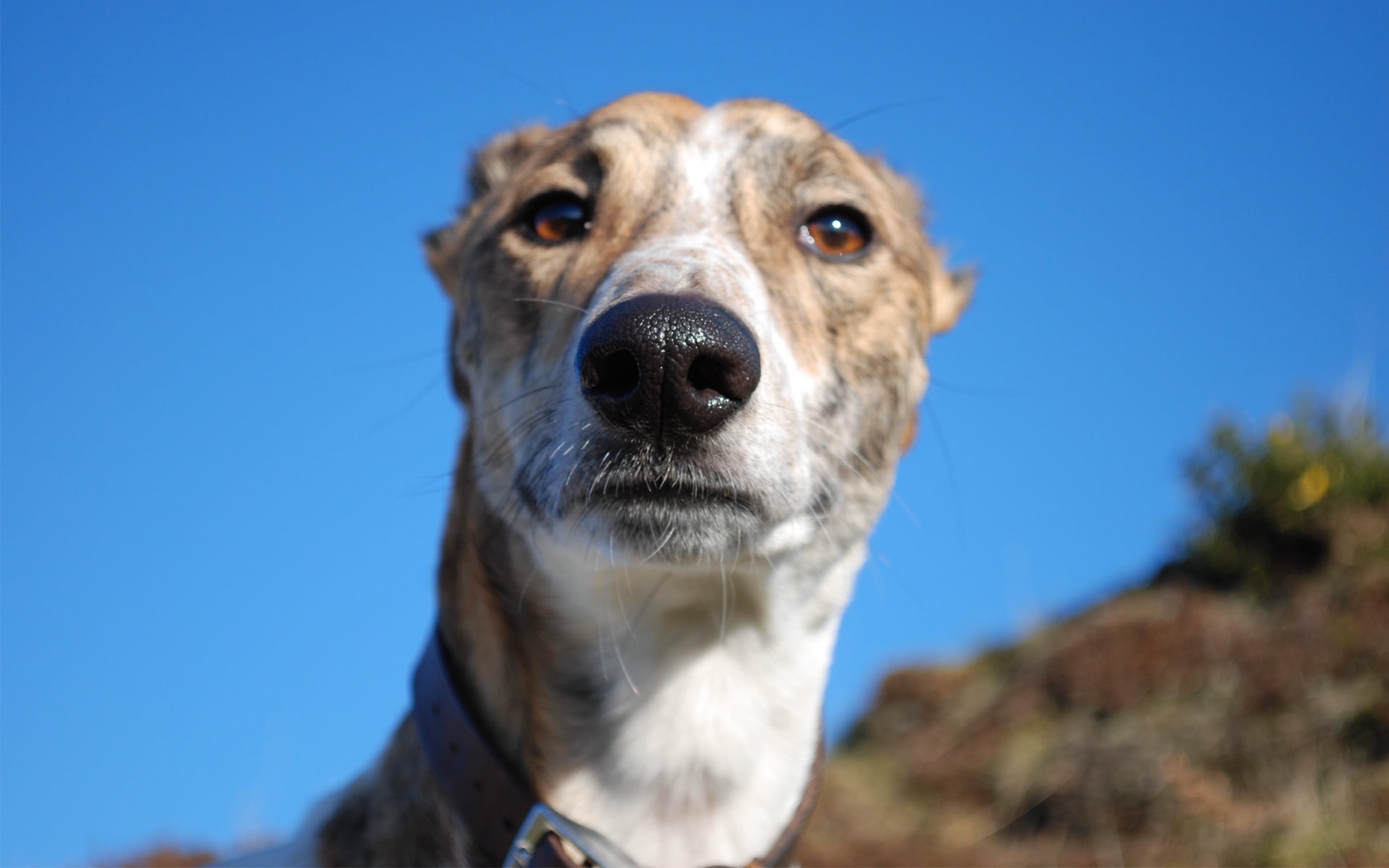 puppy, no People, adult, focus on foreground, 1080P, animal, vertebrate, mammal, domestic, face, view, one Animal, hound, domestic Animals, greyhound, HD Wallpaper