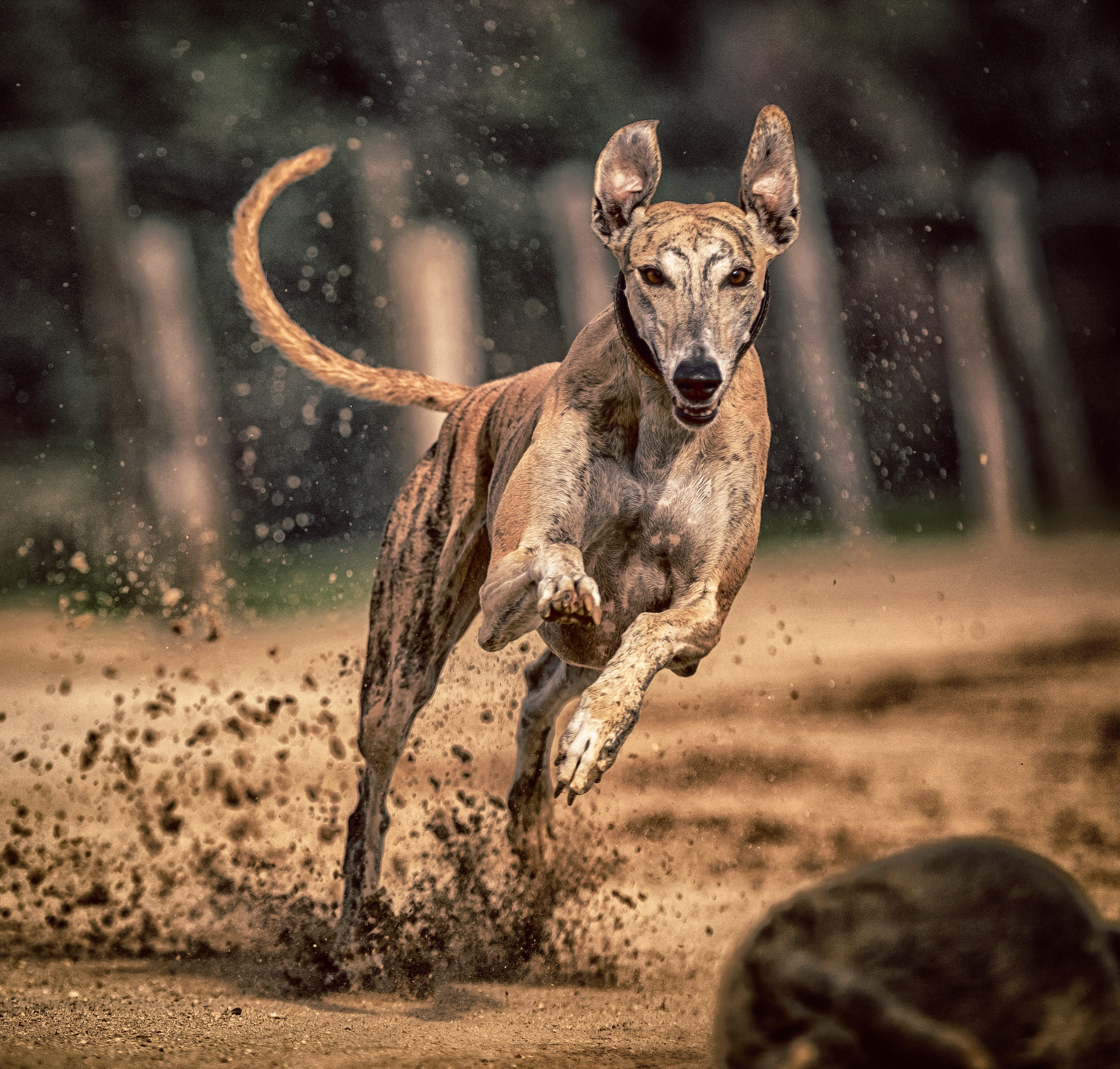 2K, portrait, dog portrait, nature, hundesport, looking at camera, day, pet, vertebrate, racecourse, animal wildlife, no people, motion, one animal, animals in the wild, HD Wallpaper
