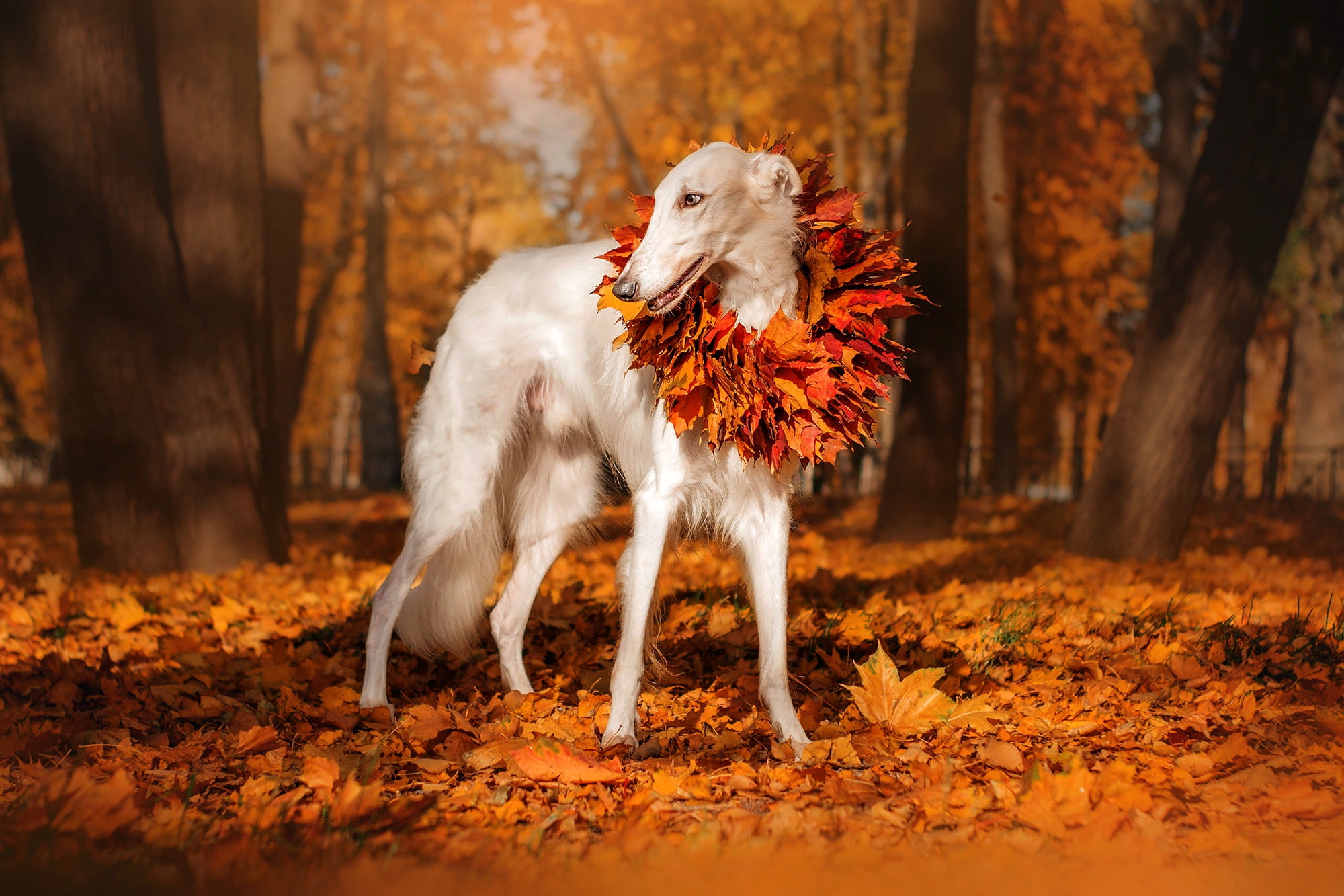 trees, dog, Greyhound, autumn, leaves, nature, Park, 1080P, wreath, animal, HD Wallpaper