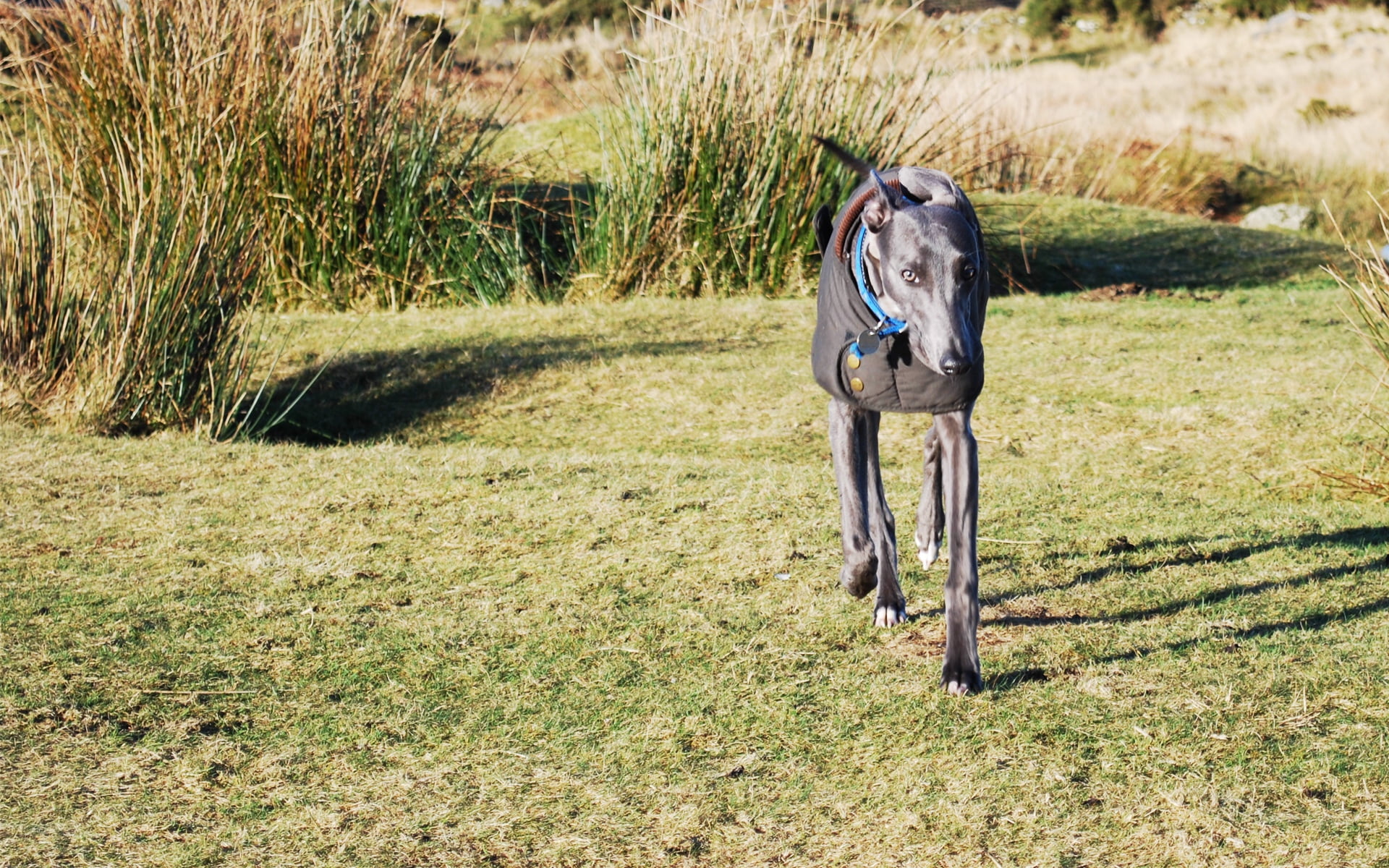 field, animal, running, animal themes, adult, one animal, dogs, walk, dog, pets, domestic, 1080P, greyhound, horse, vertebrate, nature, outdoors, land, HD Wallpaper