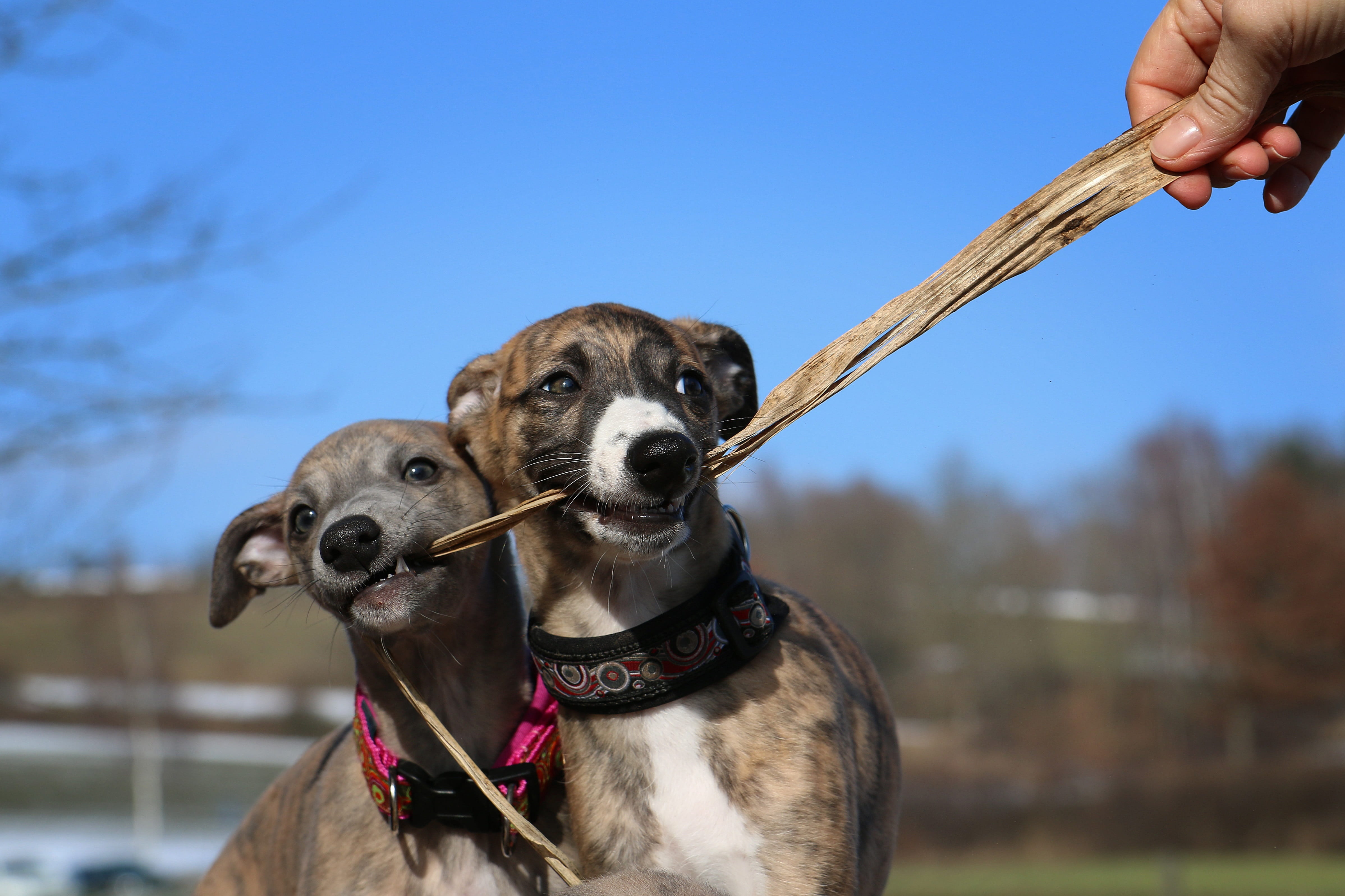 greyhound, collar, leash, animal mouth, vertebrate, pet owner, animal themes, nature, domestic, one animal, pet leash, human hand, puppies, canine, pets, HD Wallpaper