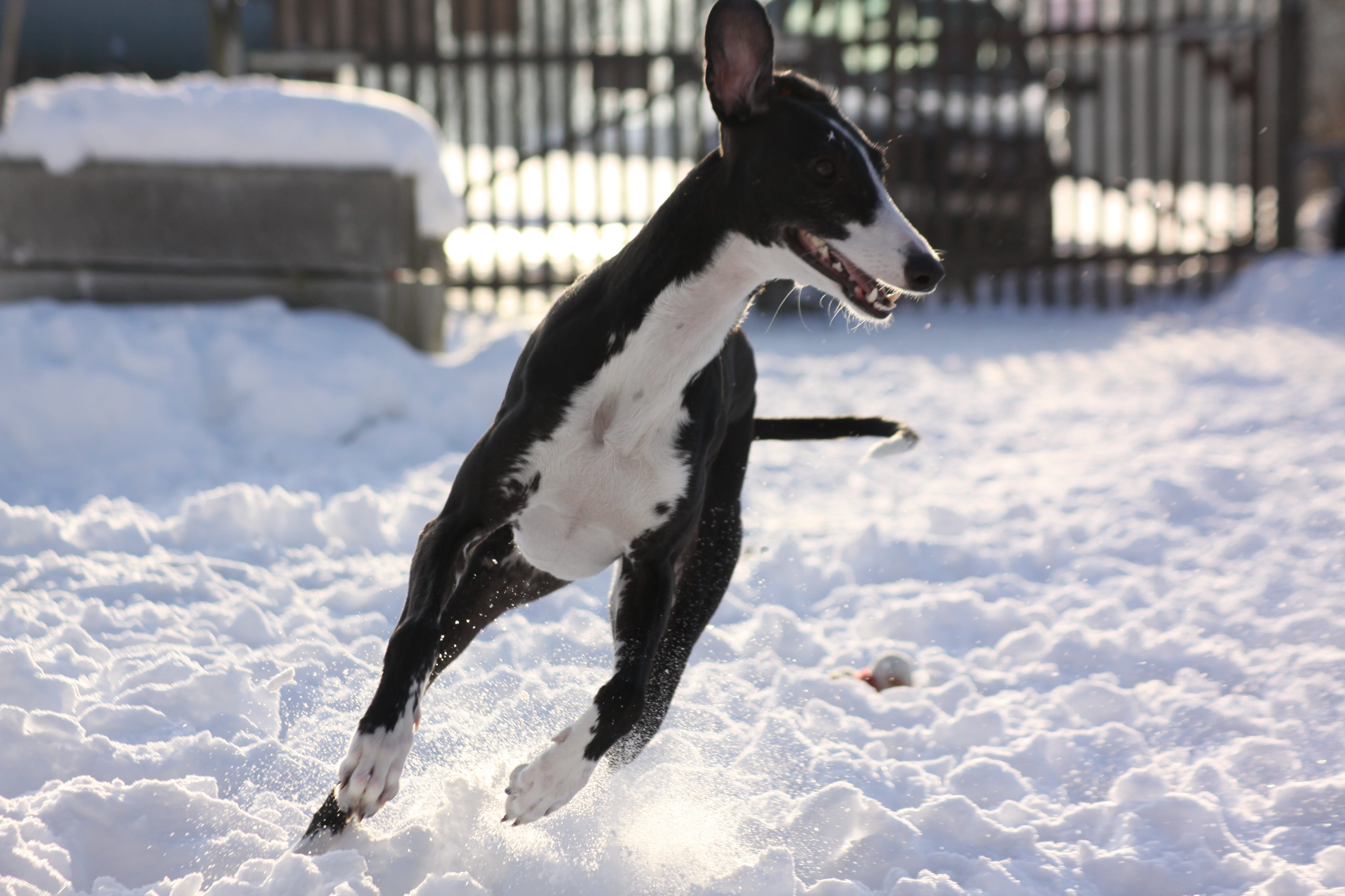 pets, domestic animals, sunlight, race, greyhound, 4K, one animal, Greyhound, animal themes, cold temperature, vertebrate, animal, Race, nature, canine, HD Wallpaper
