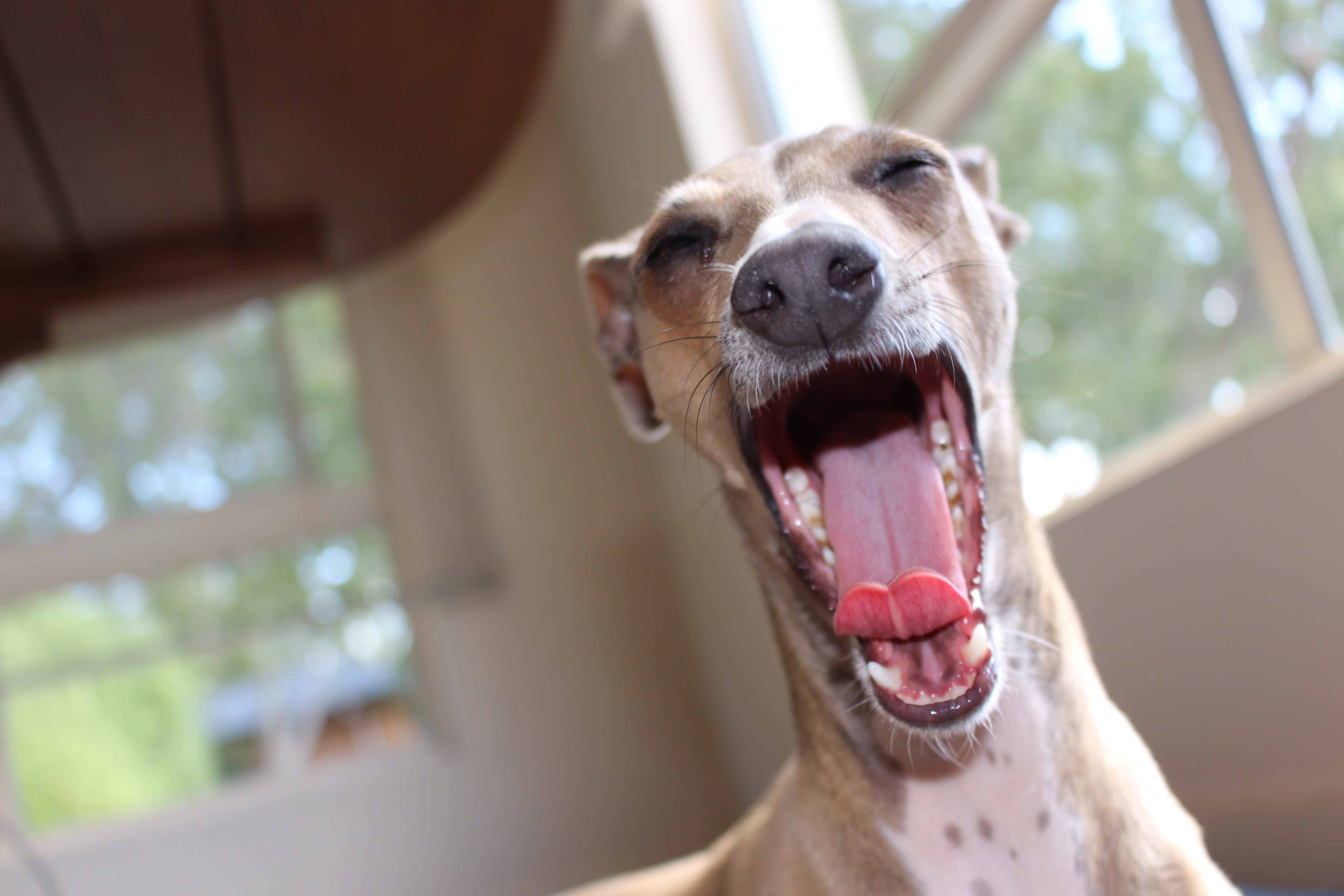whippet, doggy, adorable, facial expression, mouth open, mammal, framed, close-up, pedigree, puppy, focus on foreground, white, animal mouth, 5K, greyhound, HD Wallpaper
