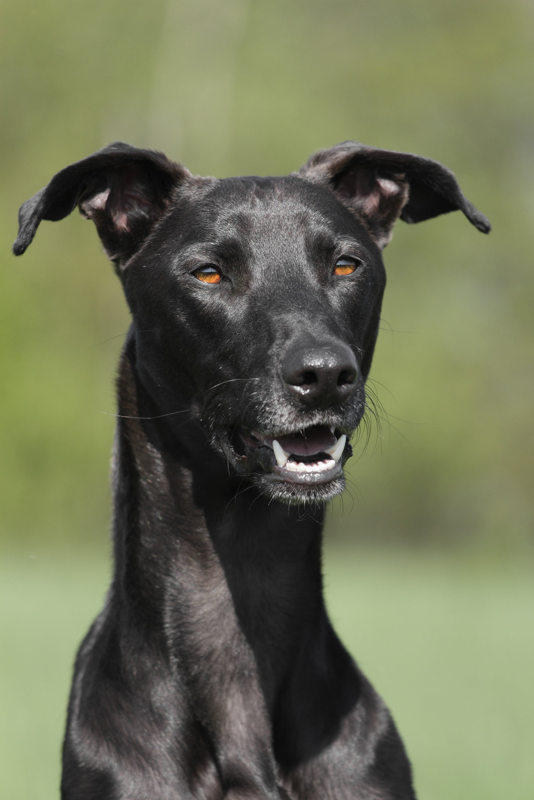 noble, outdoors, black Color, galgo, no people, puppy, black, purebred Dog, vertebrate, cute, out, adult, greyhound, dog, one animal, animal head, domestic animals, Phone HD Wallpaper