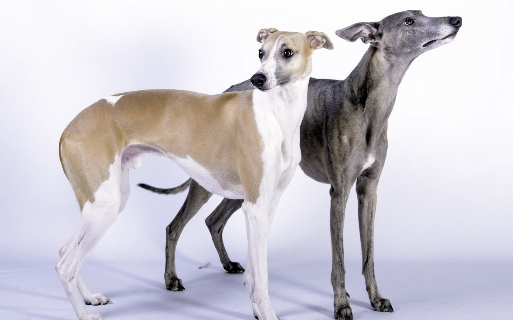 sizes, 720P, canine, domestic animals, vertebrate, two, domestic, mammal, adult, dogs, pets, two animals, greyhounds, animal, full length, group of animals, HD Wallpaper