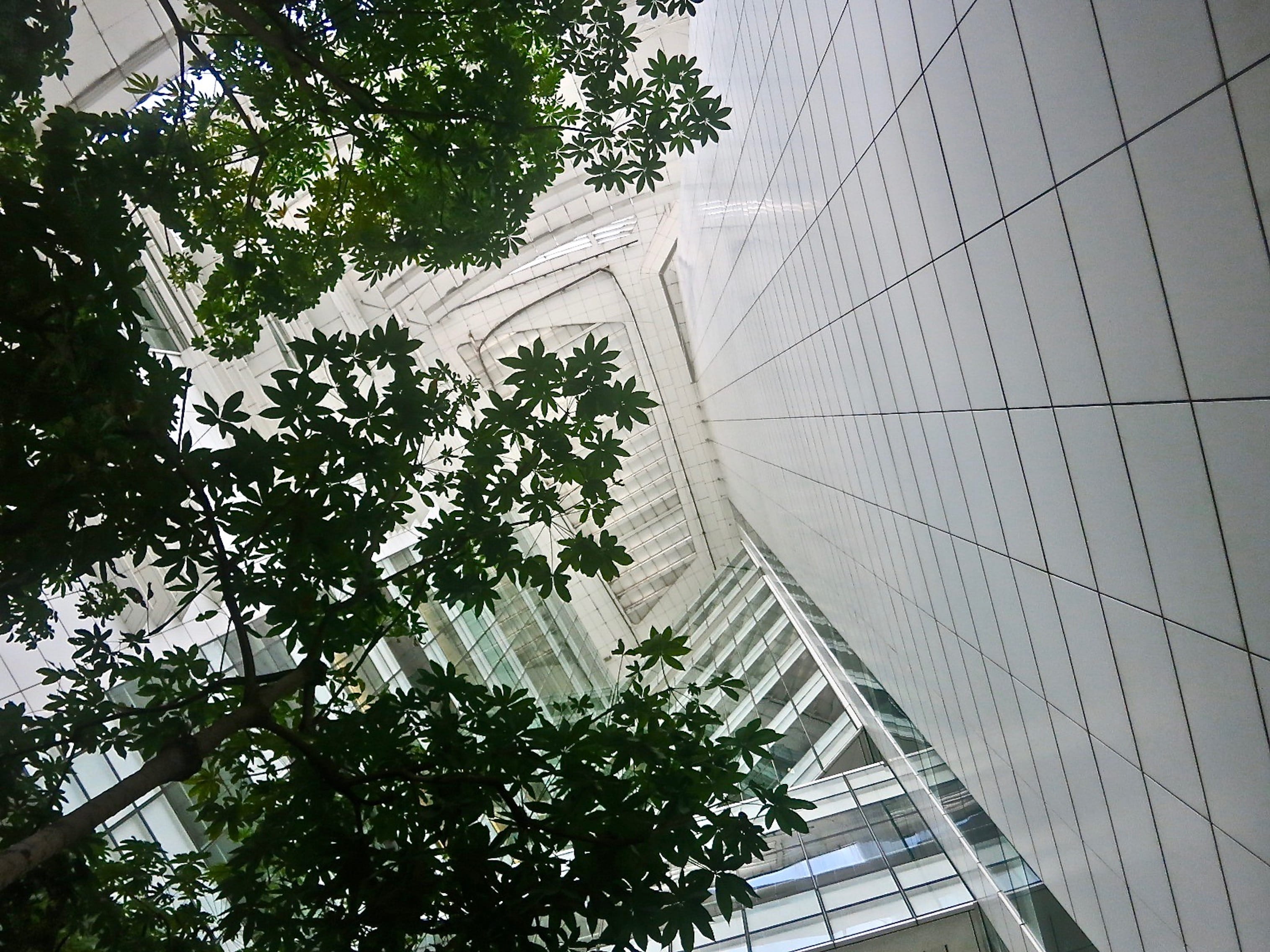 tree, plant, day, sky, low angle view, national library, branch, office, glass - material, outdoors, building exterior, 2K, built structure, building, HD Wallpaper