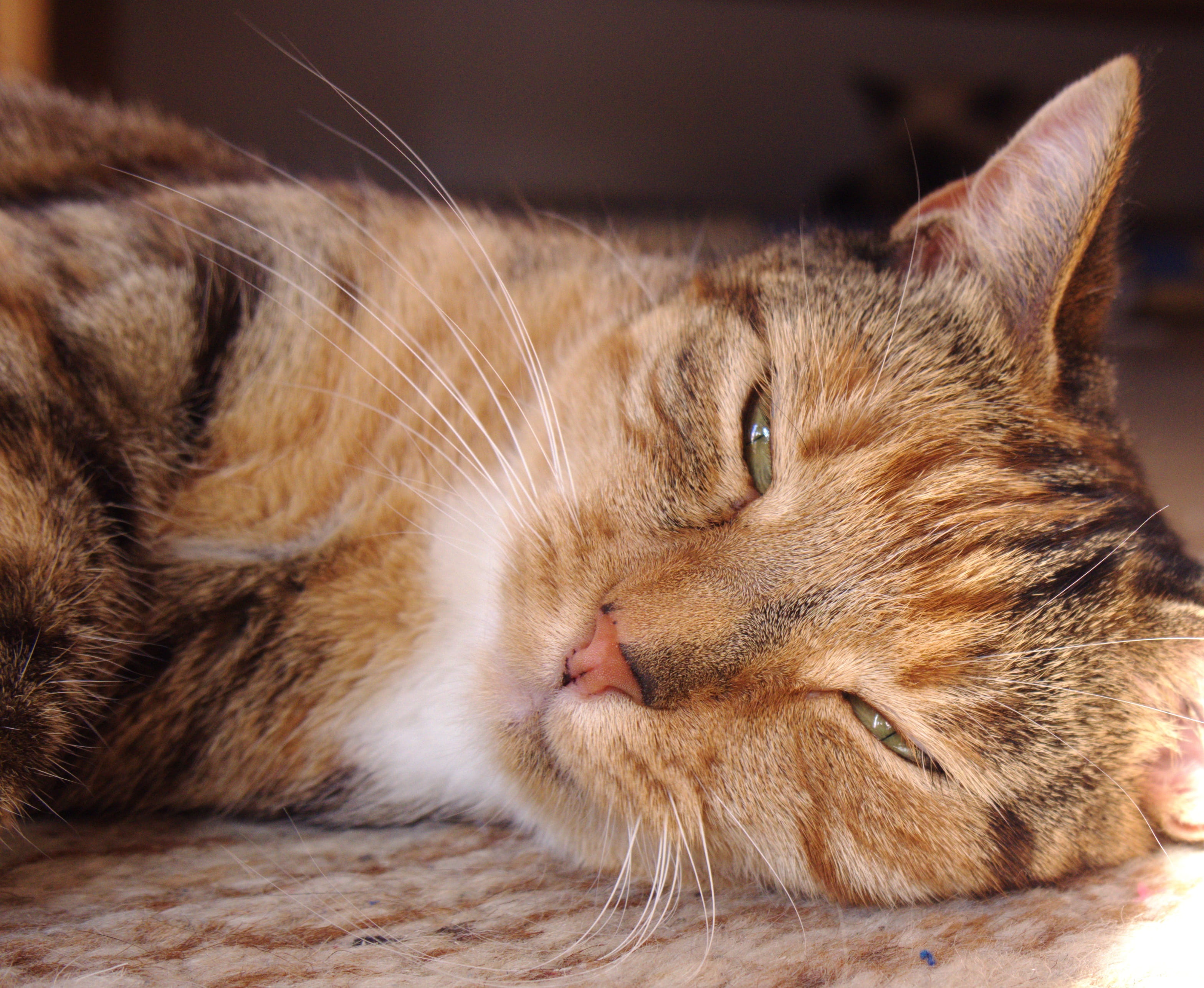 animal mouth, pet, young, fur, domestic cat, indoors, animal, no people, feline, playful, animal head, pets, tabby, looking away, animal body part, vertebrate, HD Wallpaper