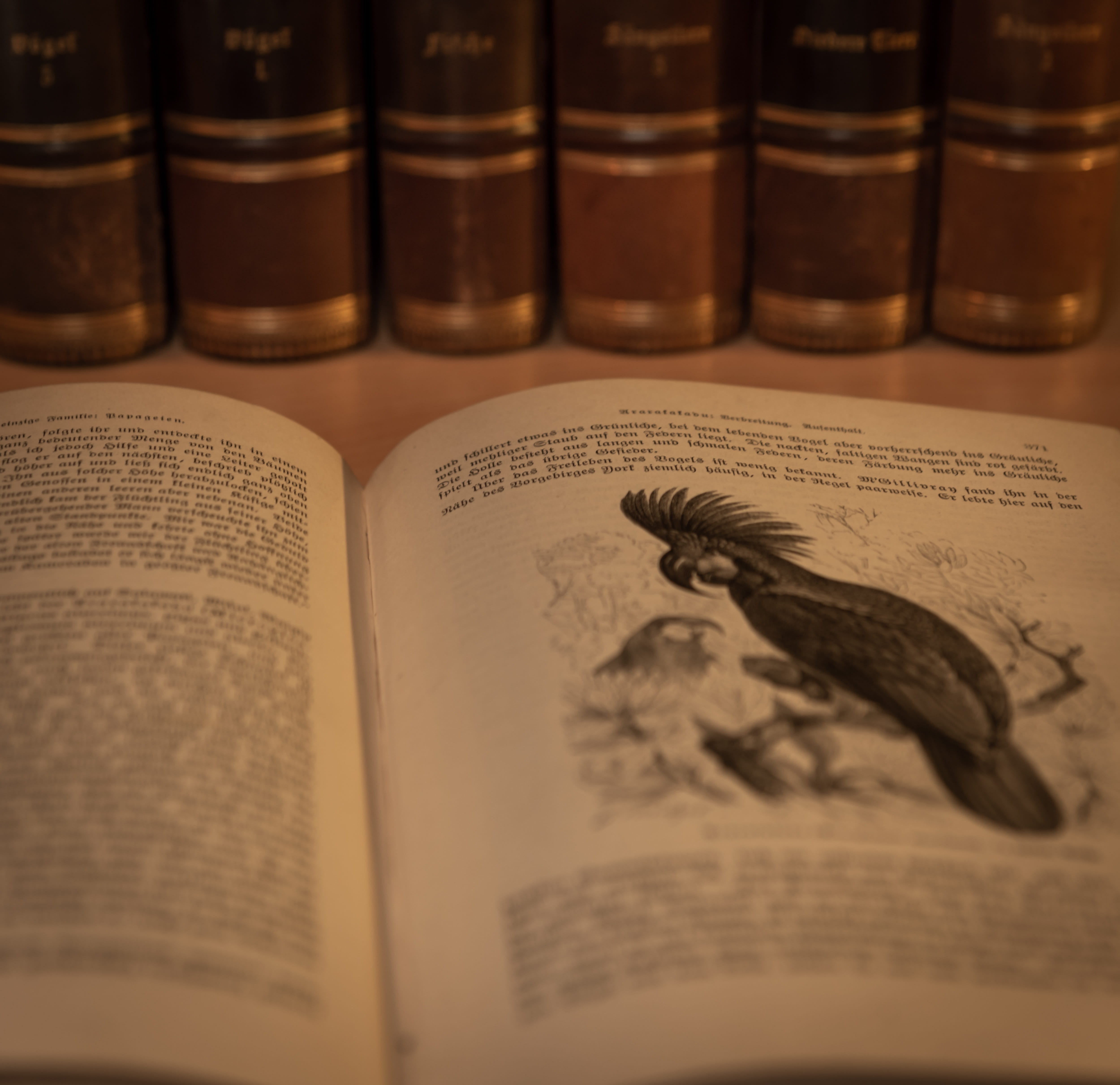 books, education, library, museum, antiquarian, high angle view, no people, literature, book, text, still life, 4K, close-up, page, book stack, paper, HD Wallpaper