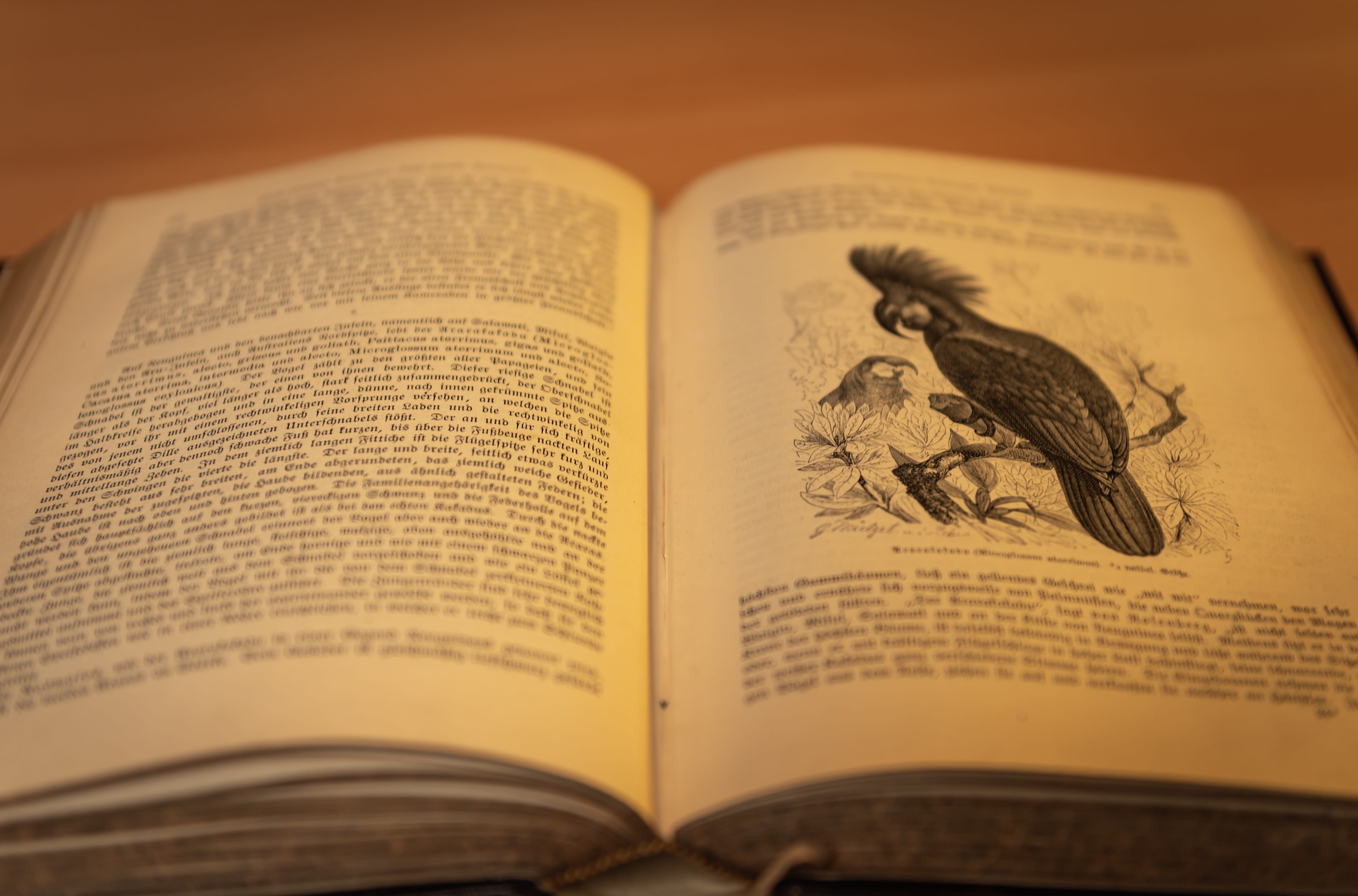 old, page, history, books, retro, indoors, library, communication, historically, 4K, learning, close-up, paper, education, publication, belief, still life, HD Wallpaper