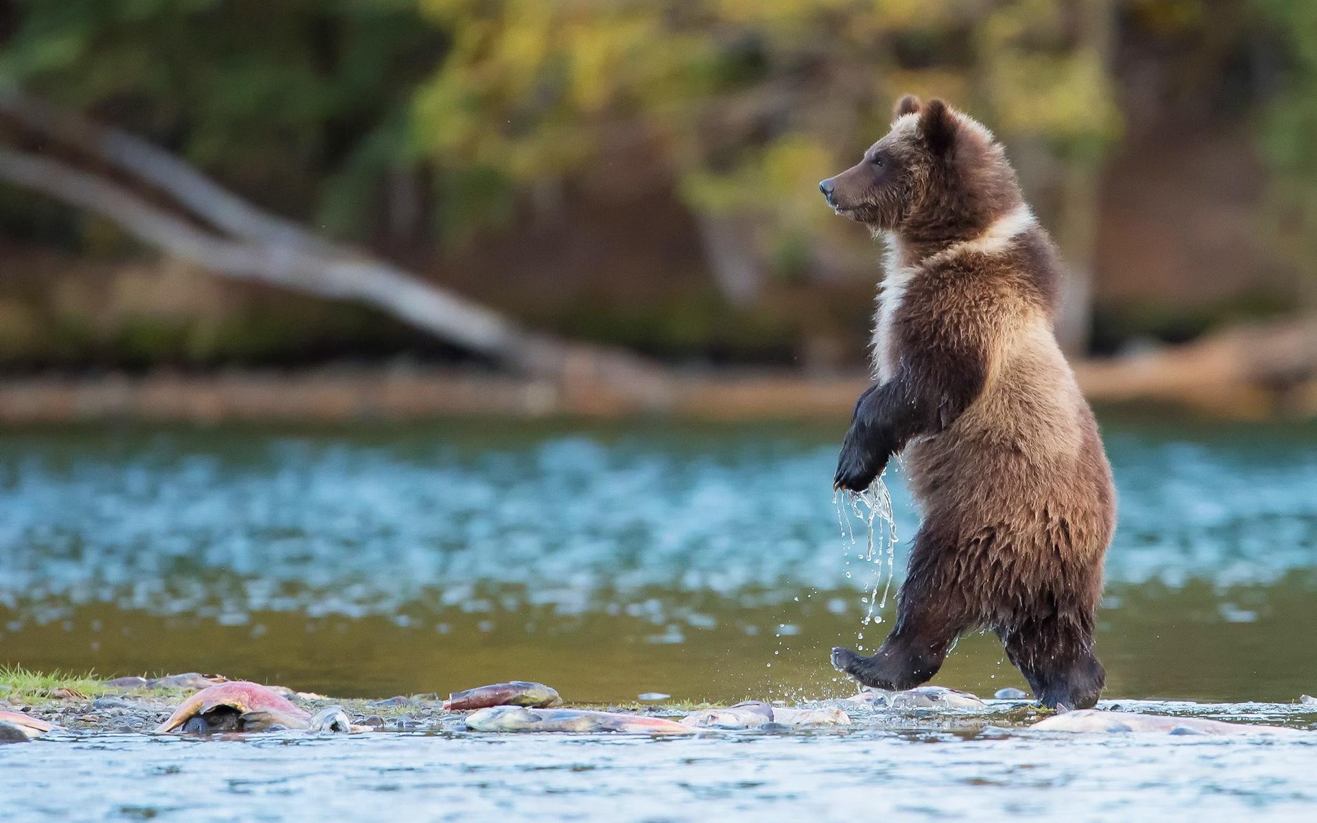 Water, Canada, Predator, River, 1080P, Bear, Grizzly, HD Wallpaper