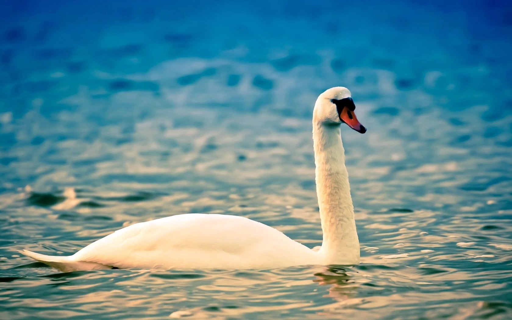 mute Swan, animal Neck, animal, cute, white, water Bird, outdoors, animal themes, tranquil Scene, animals In The Wild, elegance, no people, wildlife, reflection, HD Wallpaper