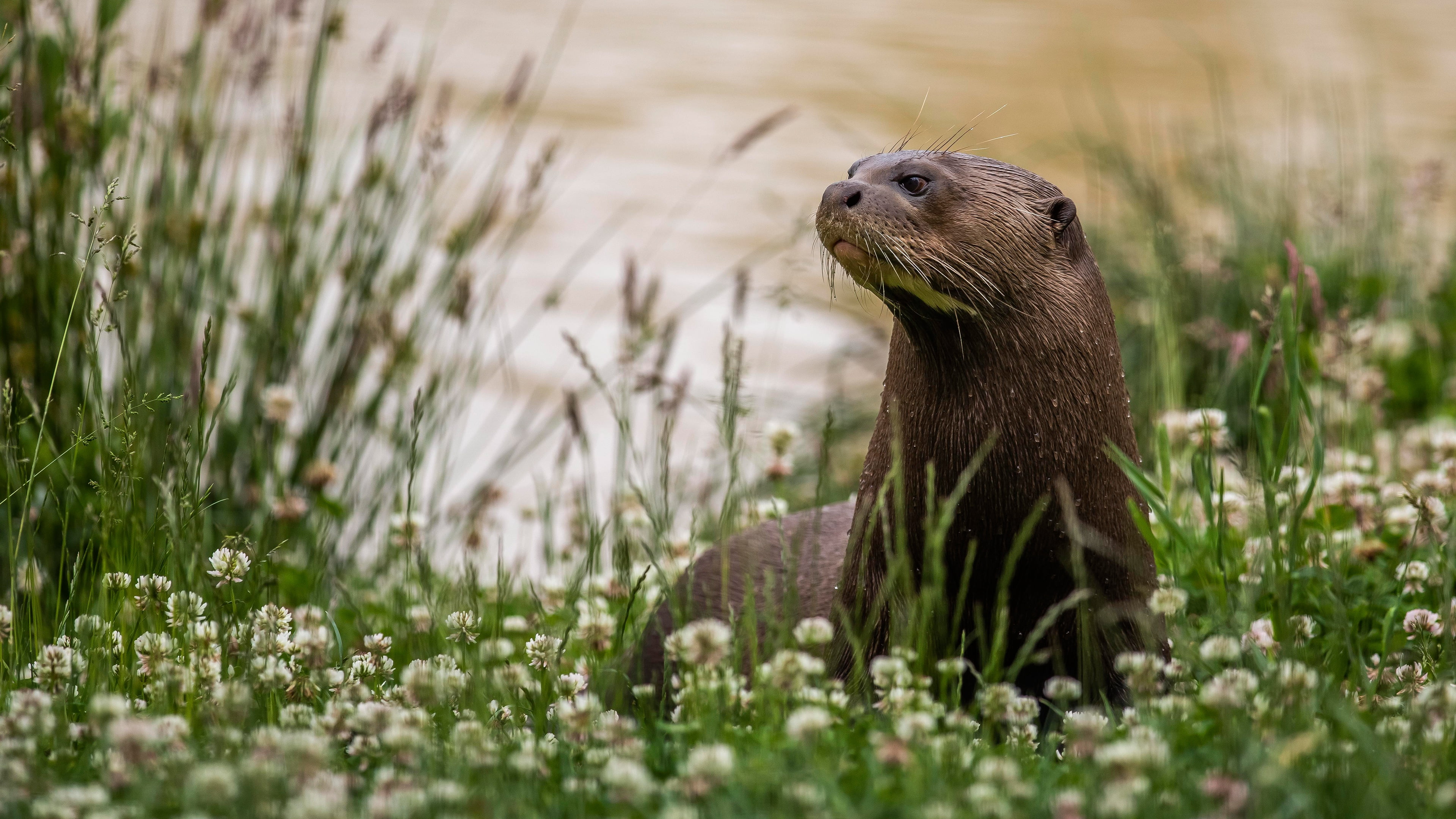 grass, shore, otter, clover, river, nature, 4K, HD Wallpaper