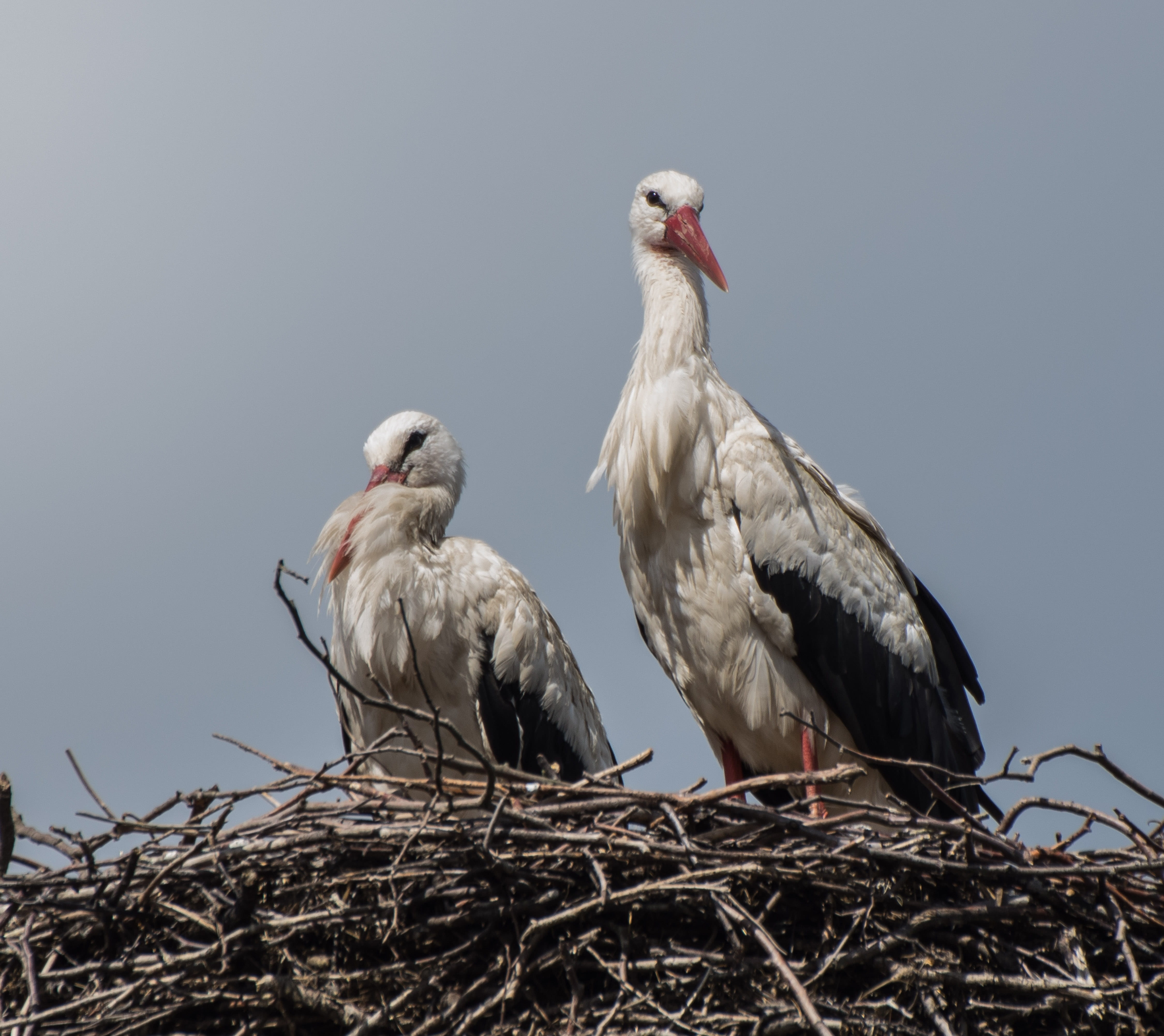 white stork, animal wildlife, stork couple, animal themes, no people, 4K, animal world, nest, day, nature, stork, animal nest, eagle, animal family, adebar, HD Wallpaper