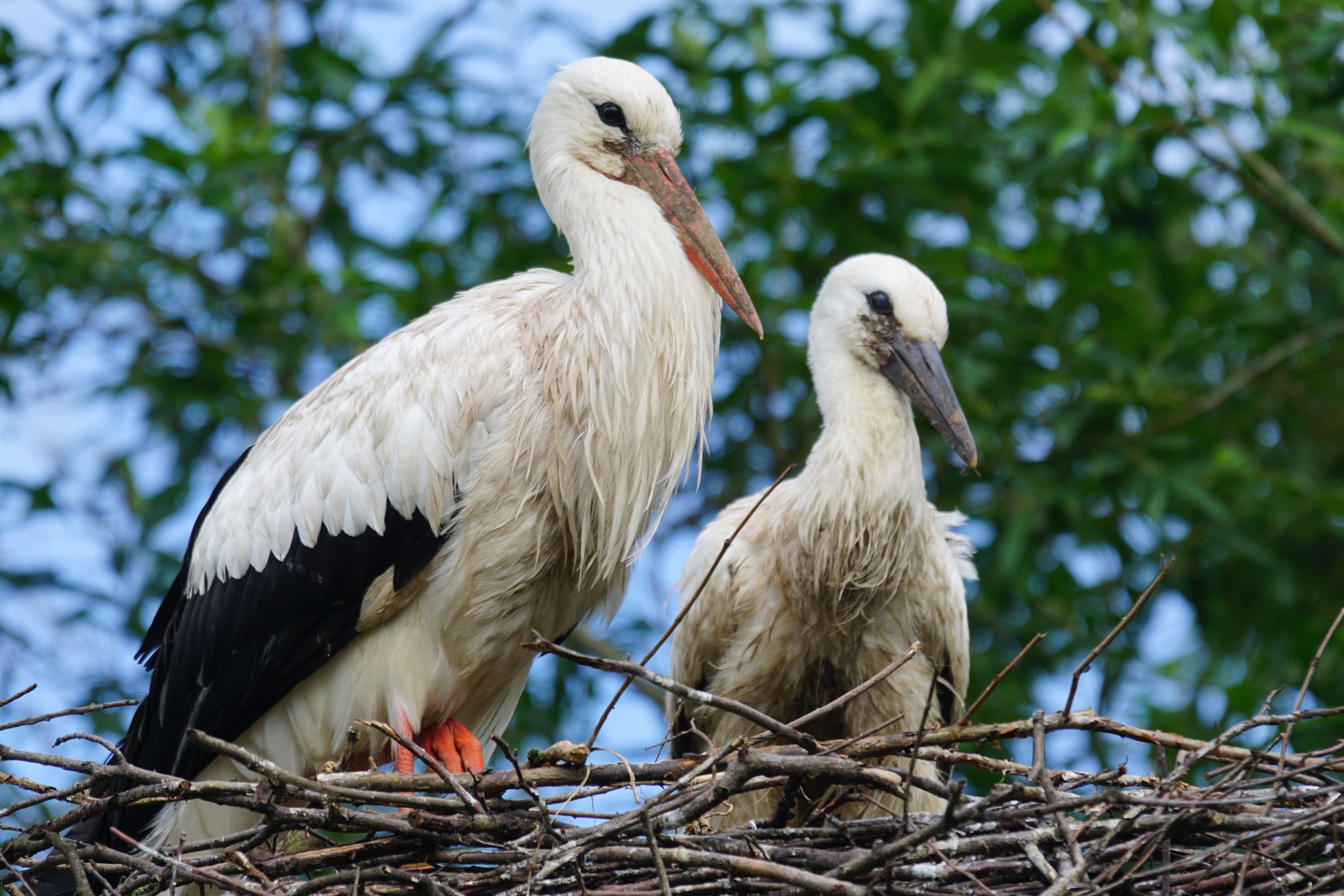 beak, perching, outdoors, vertebrate, tree, stand, animals in the wild, stork, two animals, storchennest, 5K, plant, animal, ciconiidae, animal nest, eagle, HD Wallpaper
