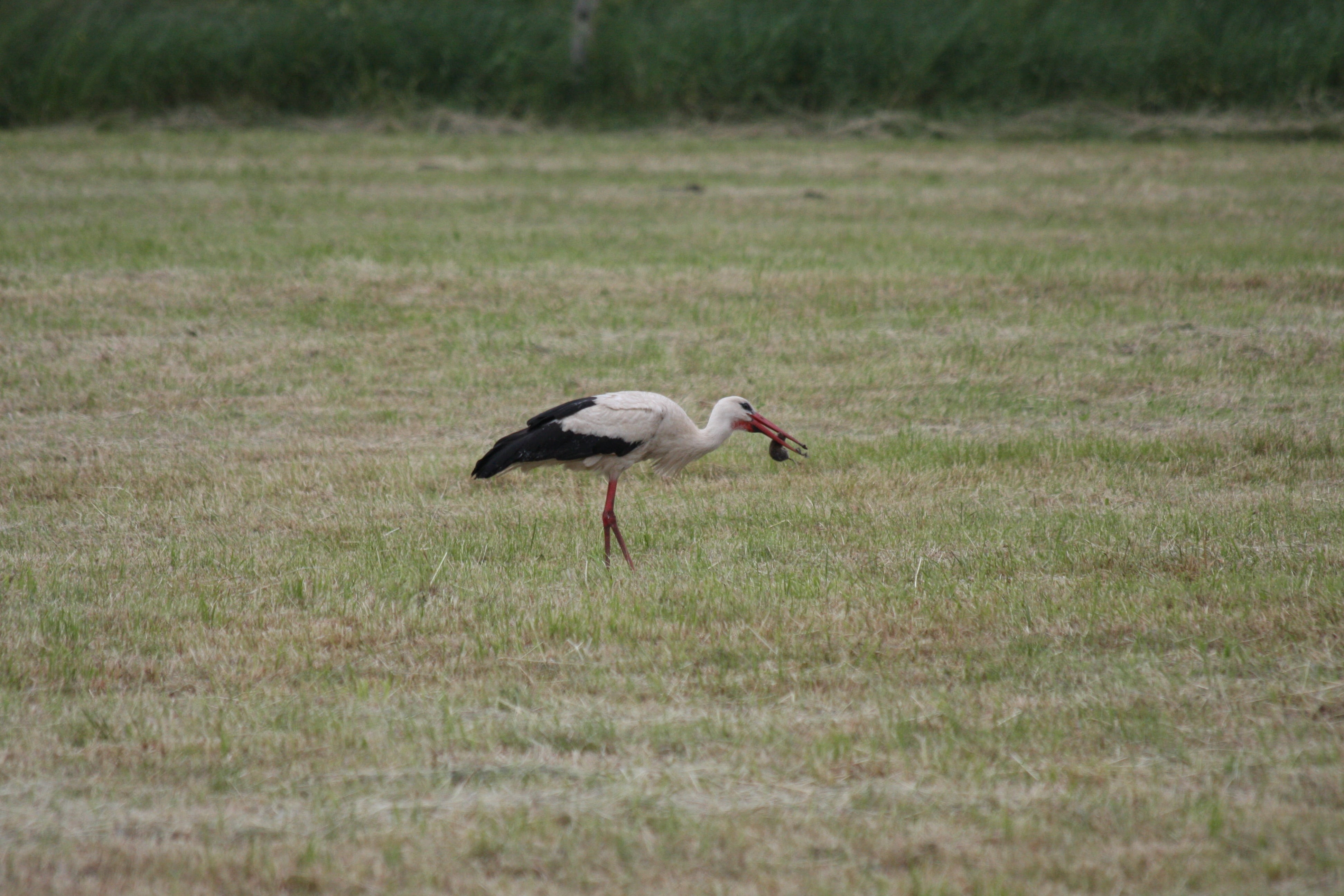 one animal, animal, selective focus, stork, germany, animal themes, 4K, vertebrate, grass, nature, land, no people, mole, plant, animal wildlife, adebar, HD Wallpaper