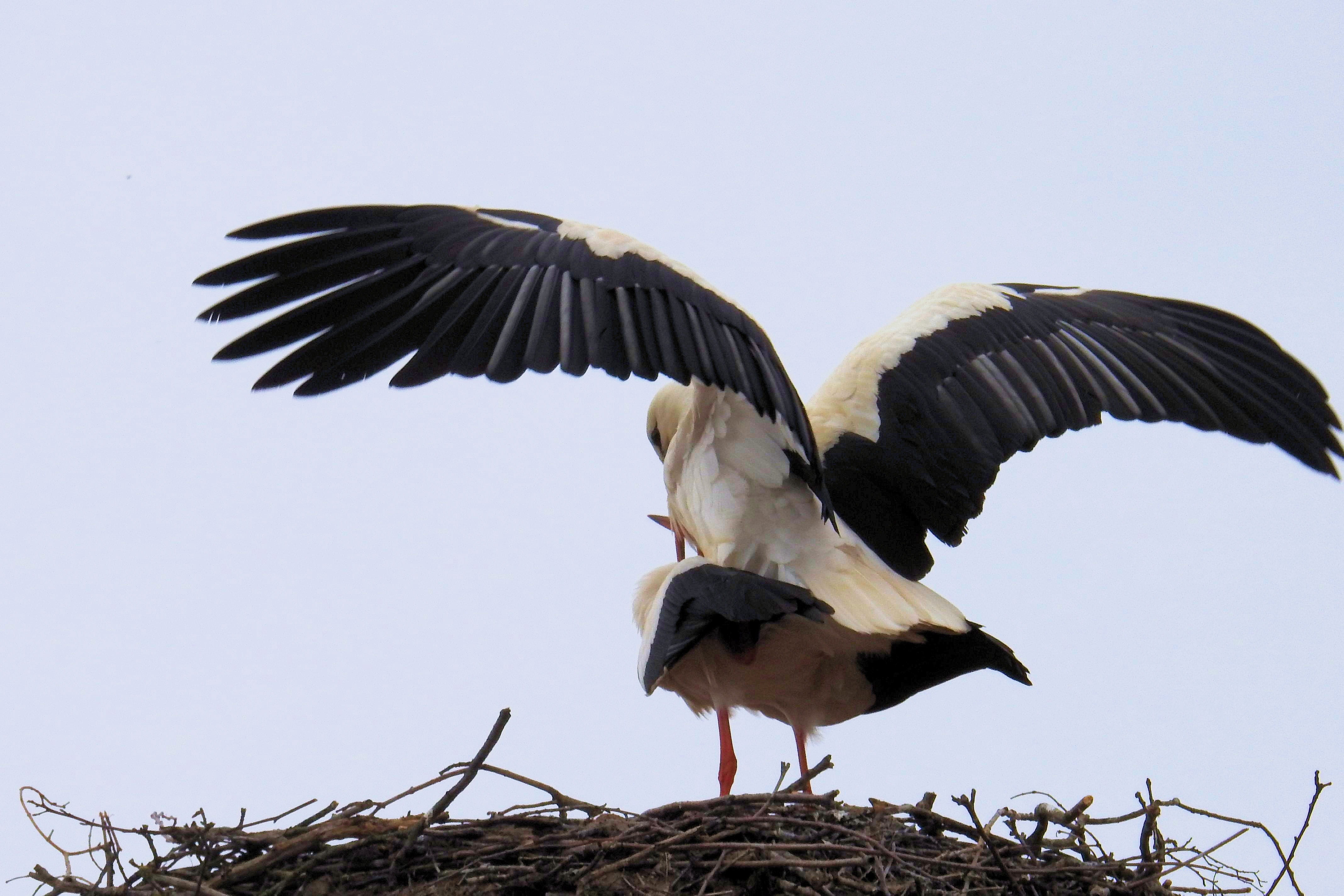 animal, spread wings, stork, flying, 4K, no people, adebar, day, low angle view, group of animals, nature, clear sky, animal themes, animal wildlife, two animals, HD Wallpaper