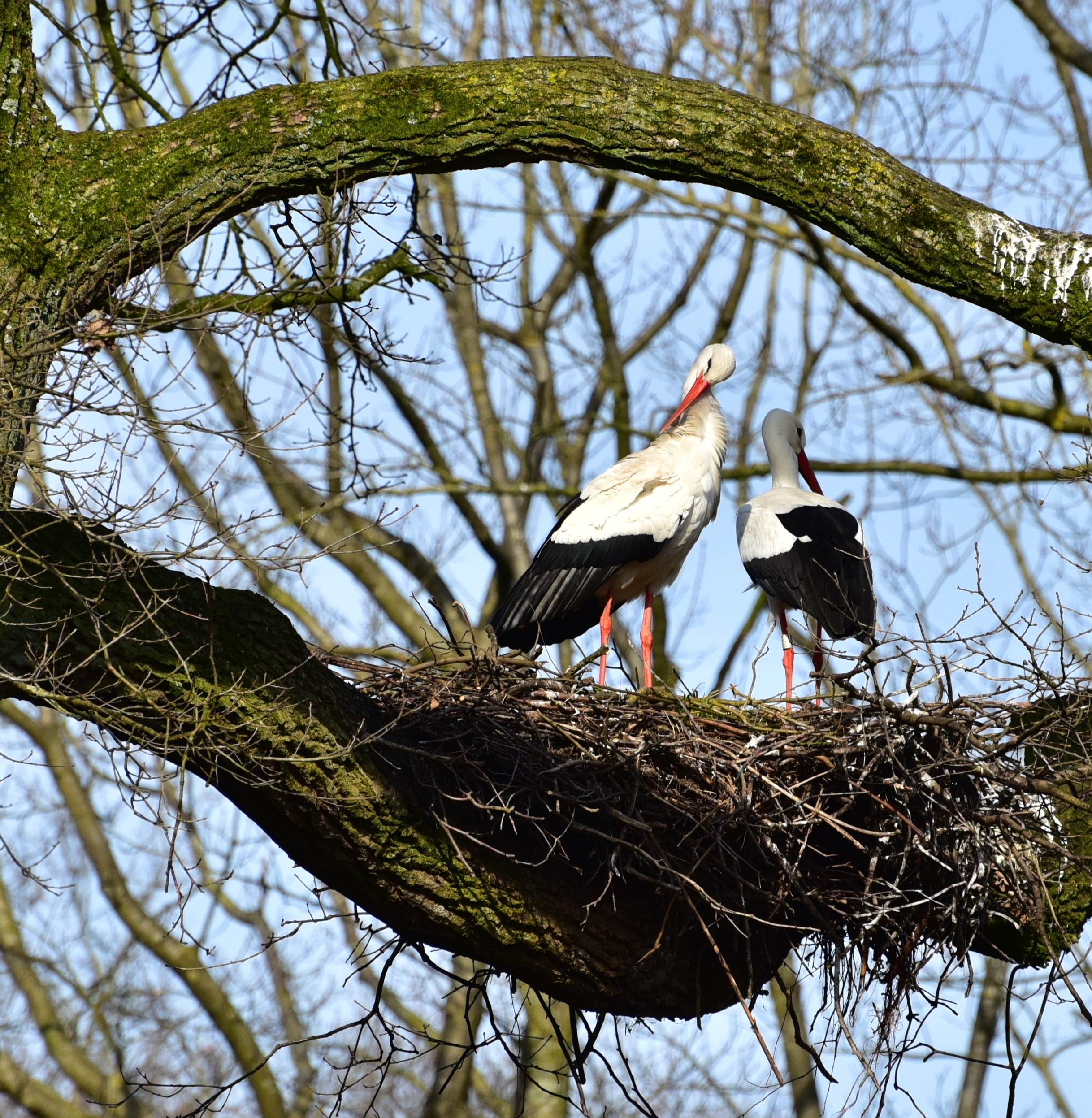 two animals, adebar, animal family, bill, feather, bird, animals in the wild, low angle view, no people, animal, plant, day, tree, 1080P, freshwater bird, Phone HD Wallpaper