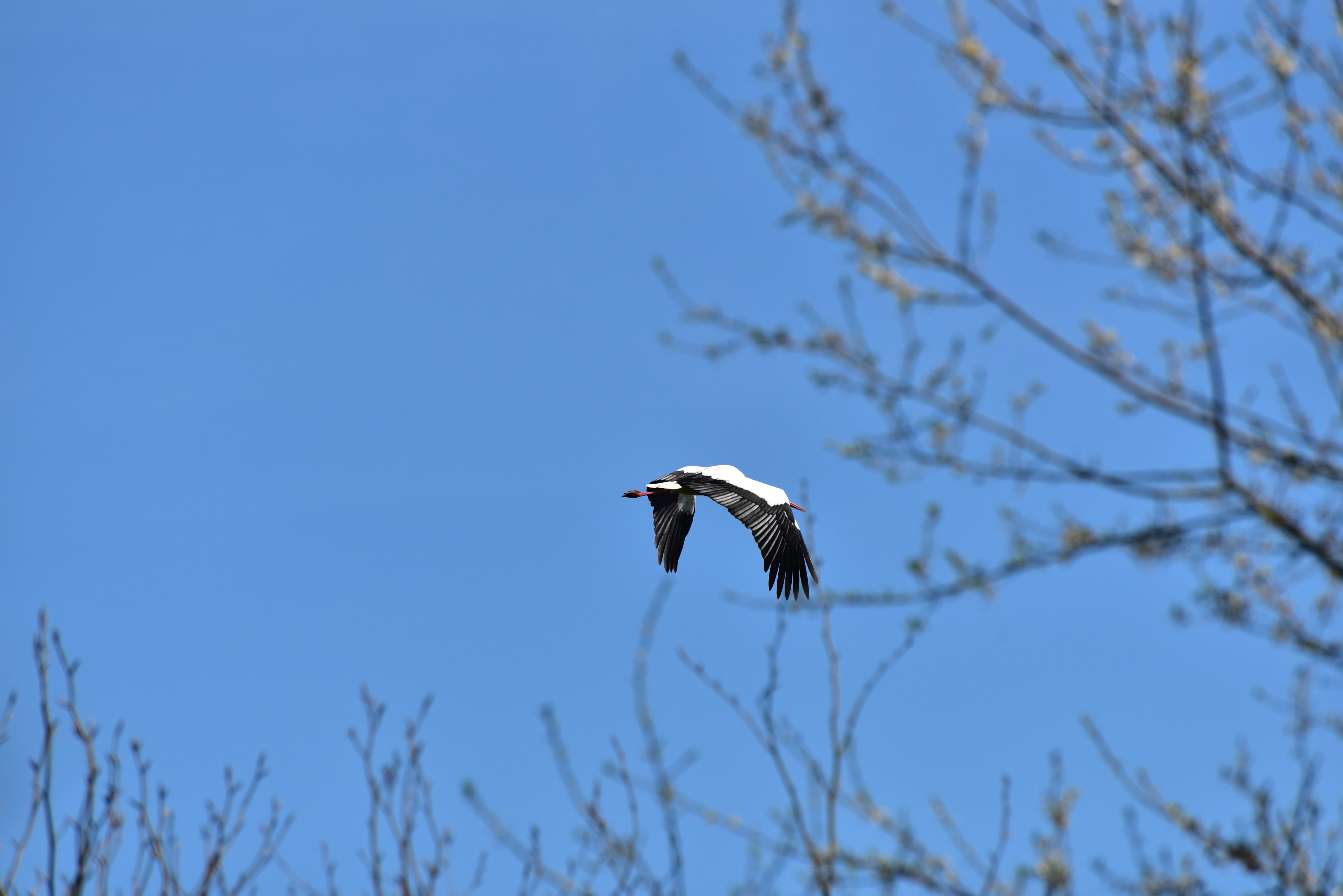 Stork, elegant, animal themes, eagle, low angle view, mid-air, Black White, outdoors, nature, feather, animals in the wild, day, spread wings, plant, animal wildlife, HD Wallpaper