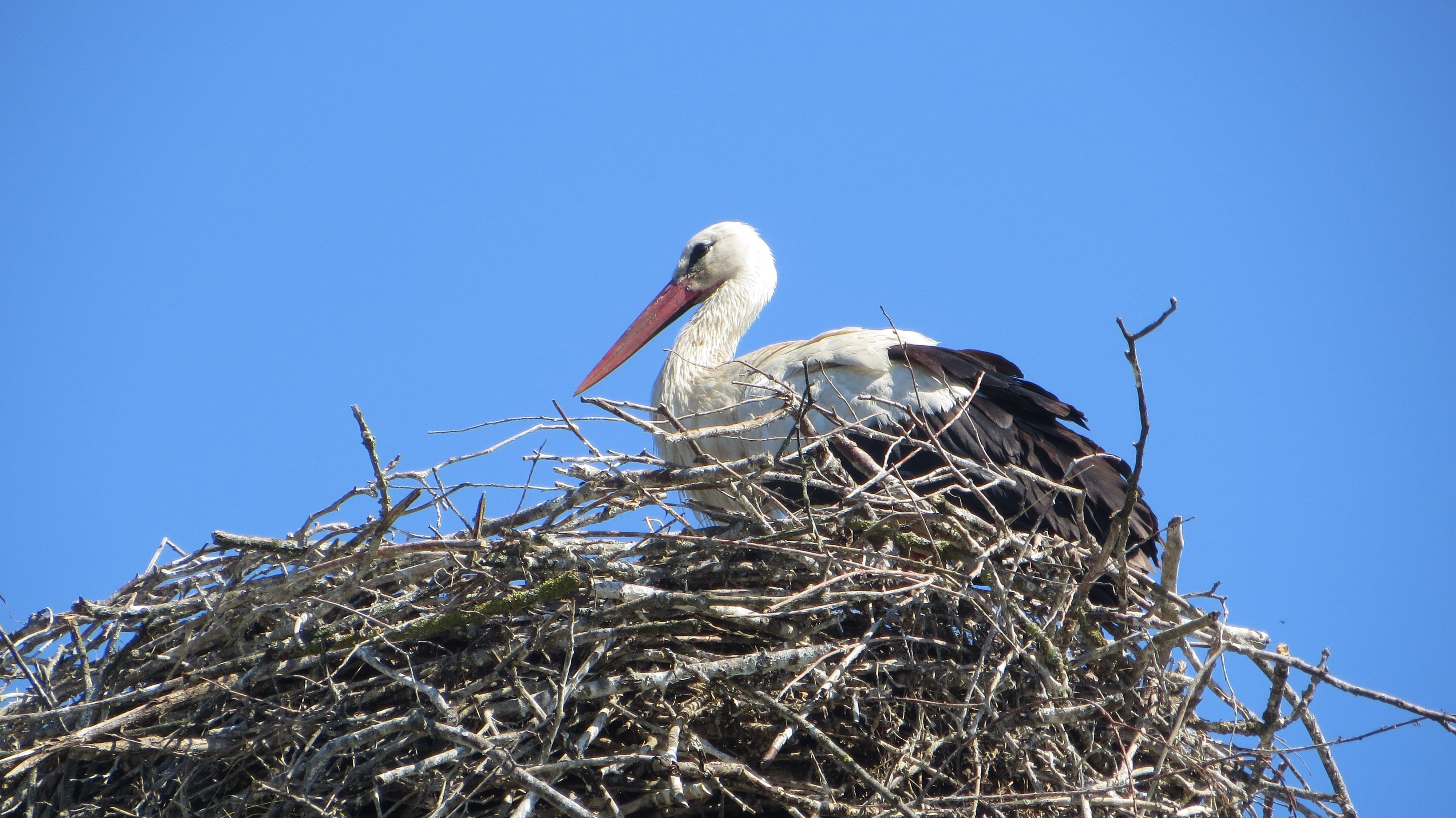 clear sky, plant, adebar, outdoors, animal wildlife, sky, hatching, nest, nature, vertebrate, low angle view, two animals, animal nest, 4K, blue, bill, HD Wallpaper