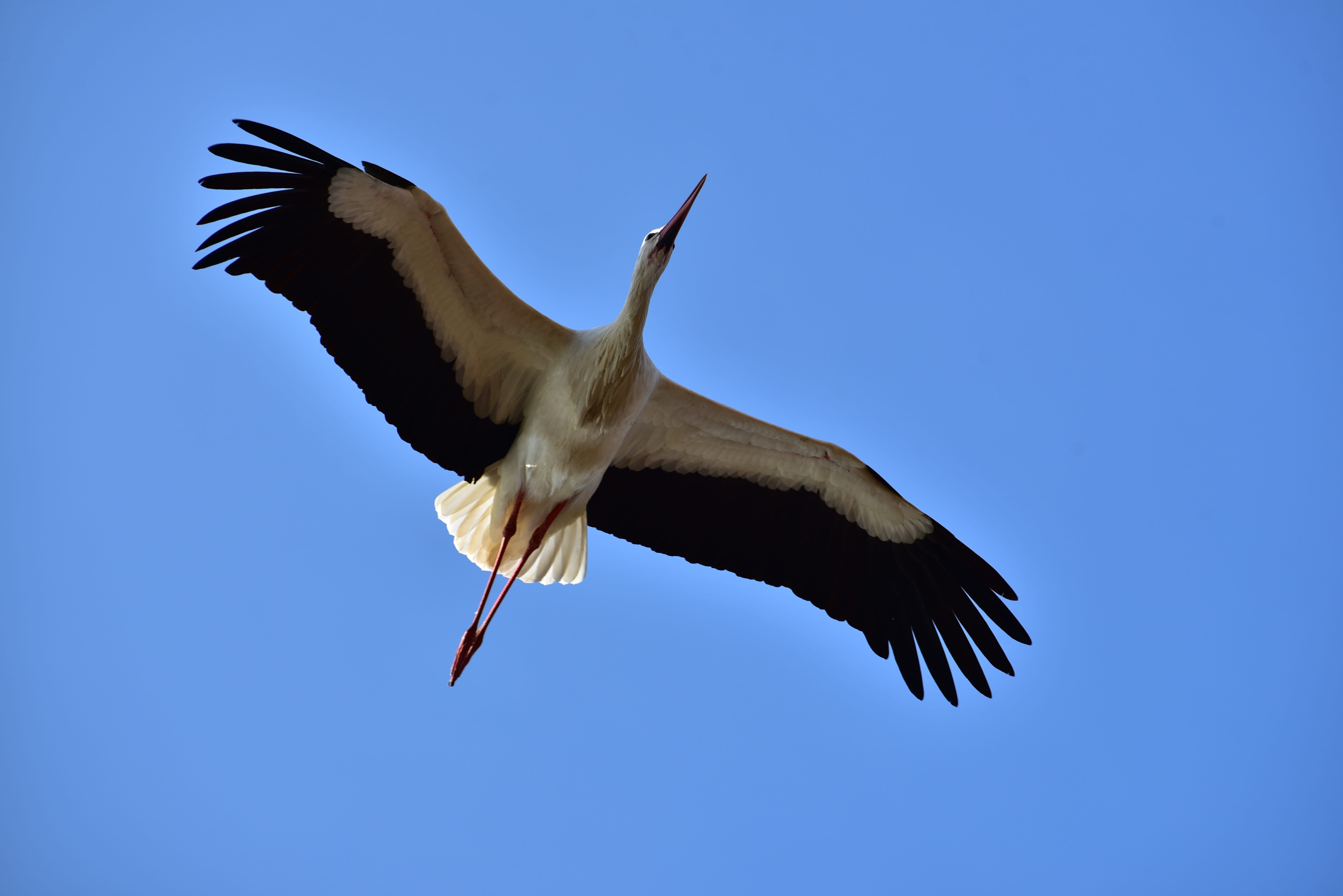 pride, spread wings, outdoors, sky, mid-air, stork, no people, bird, feather, black white, white stork, vertebrate, animal body part, one animal, animal, HD Wallpaper