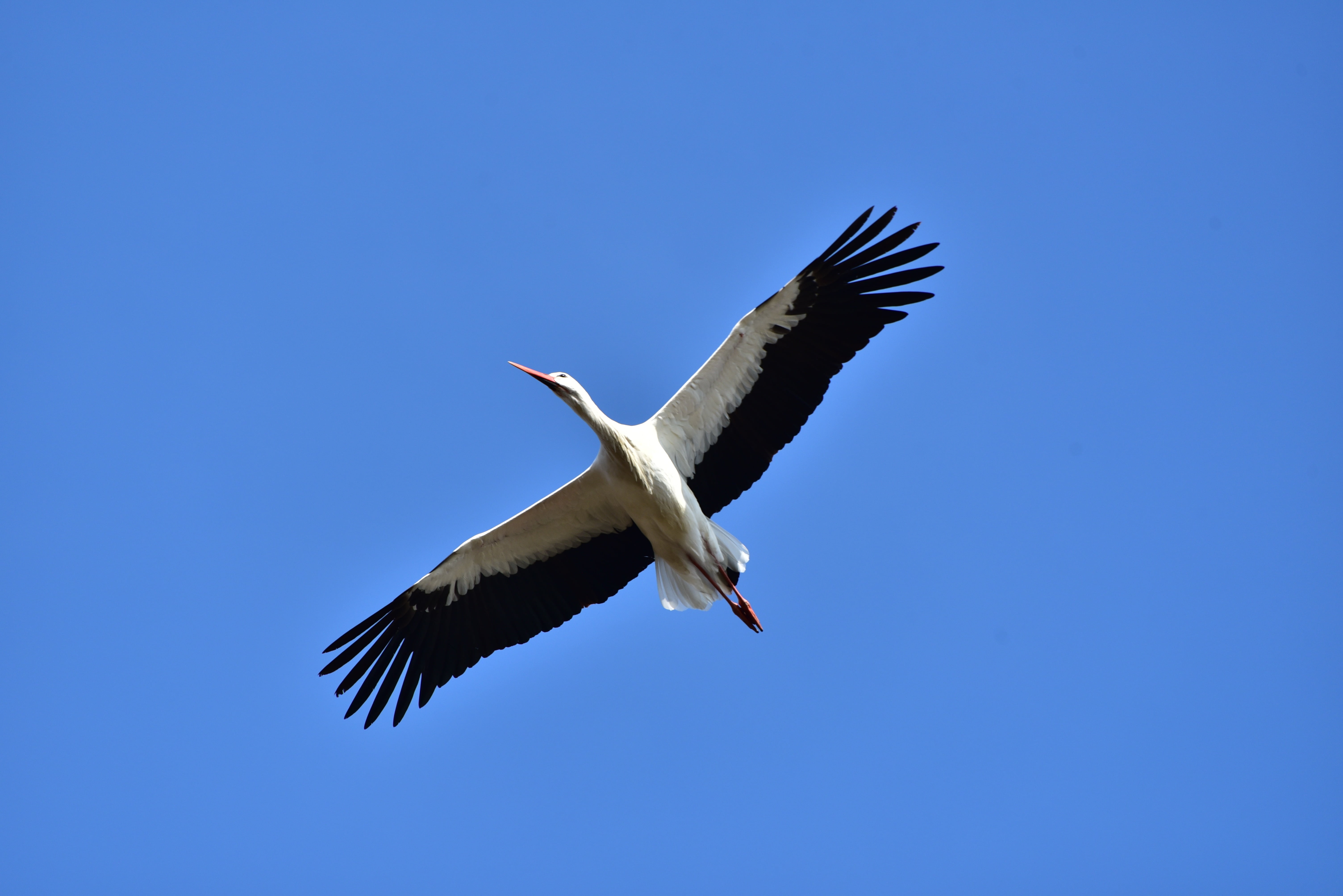 outdoors, vertebrate, flying, sky, fly, nature, animal wildlife, animals in the wild, directly below, low angle view, bird, one animal, mid-air, feather, HD Wallpaper