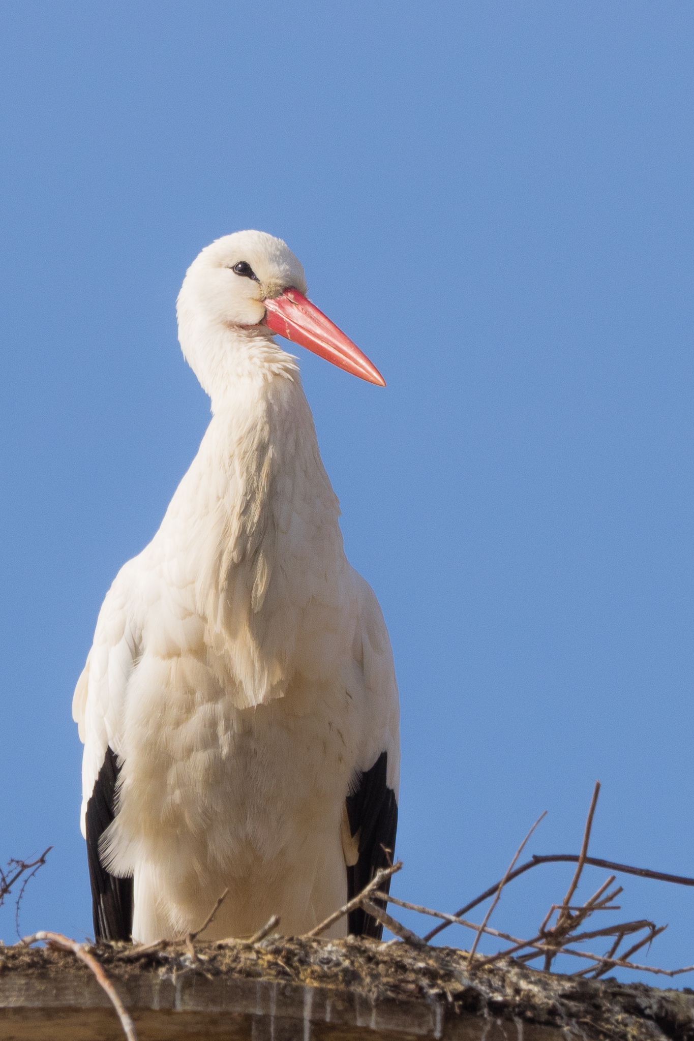 animal, one animal, bill, stork, vertebrate, day, perching, outdoors, clear sky, nature, animal wildlife, blue, bird, beak, 1080P, animal themes, animals in the wild, Phone HD Wallpaper