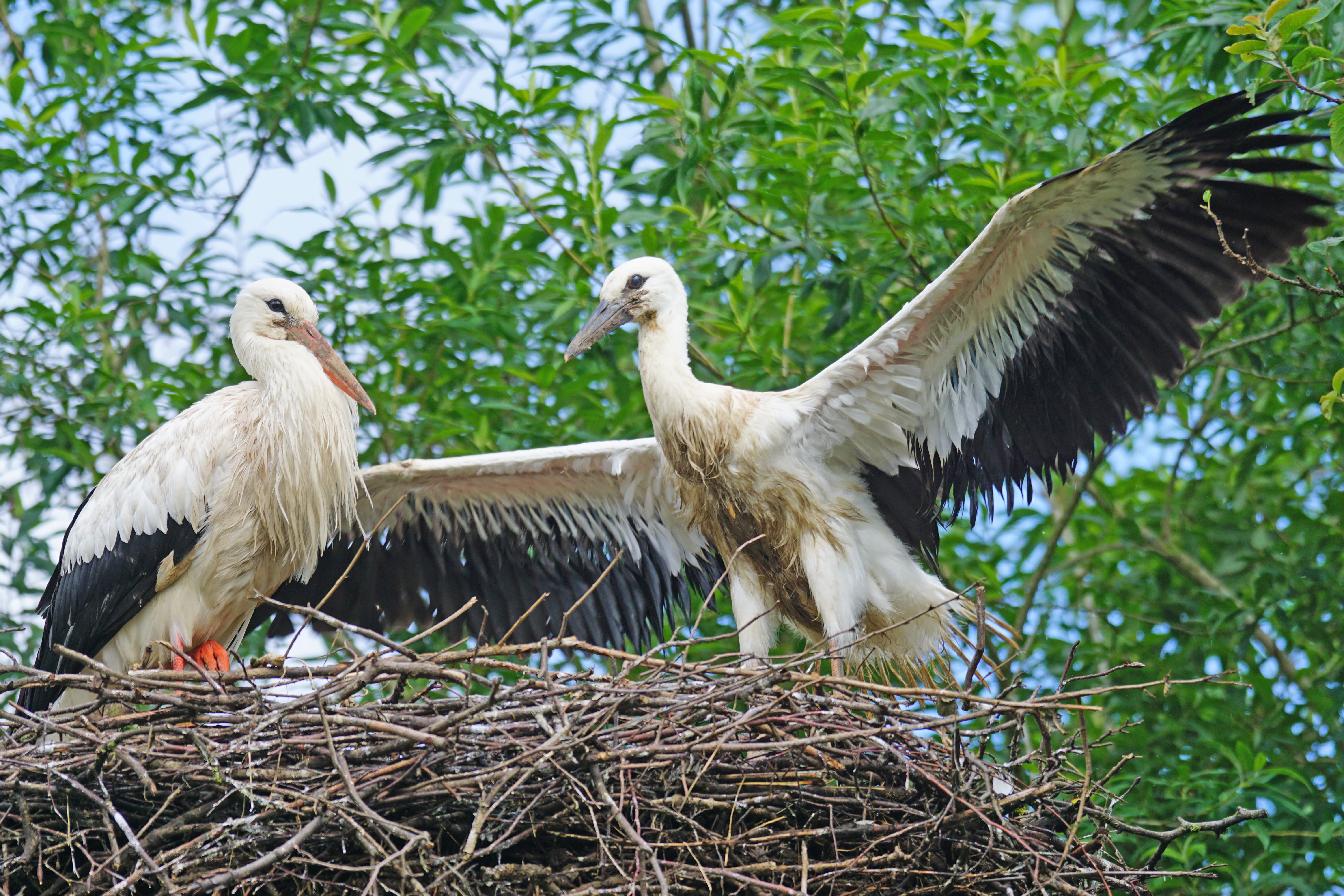 animal wildlife, rattle stork, perching, ciconiidae, tree, 5K, young animal, animals in the wild, storchennest, day, flight exercise, low angle view, no people, HD Wallpaper