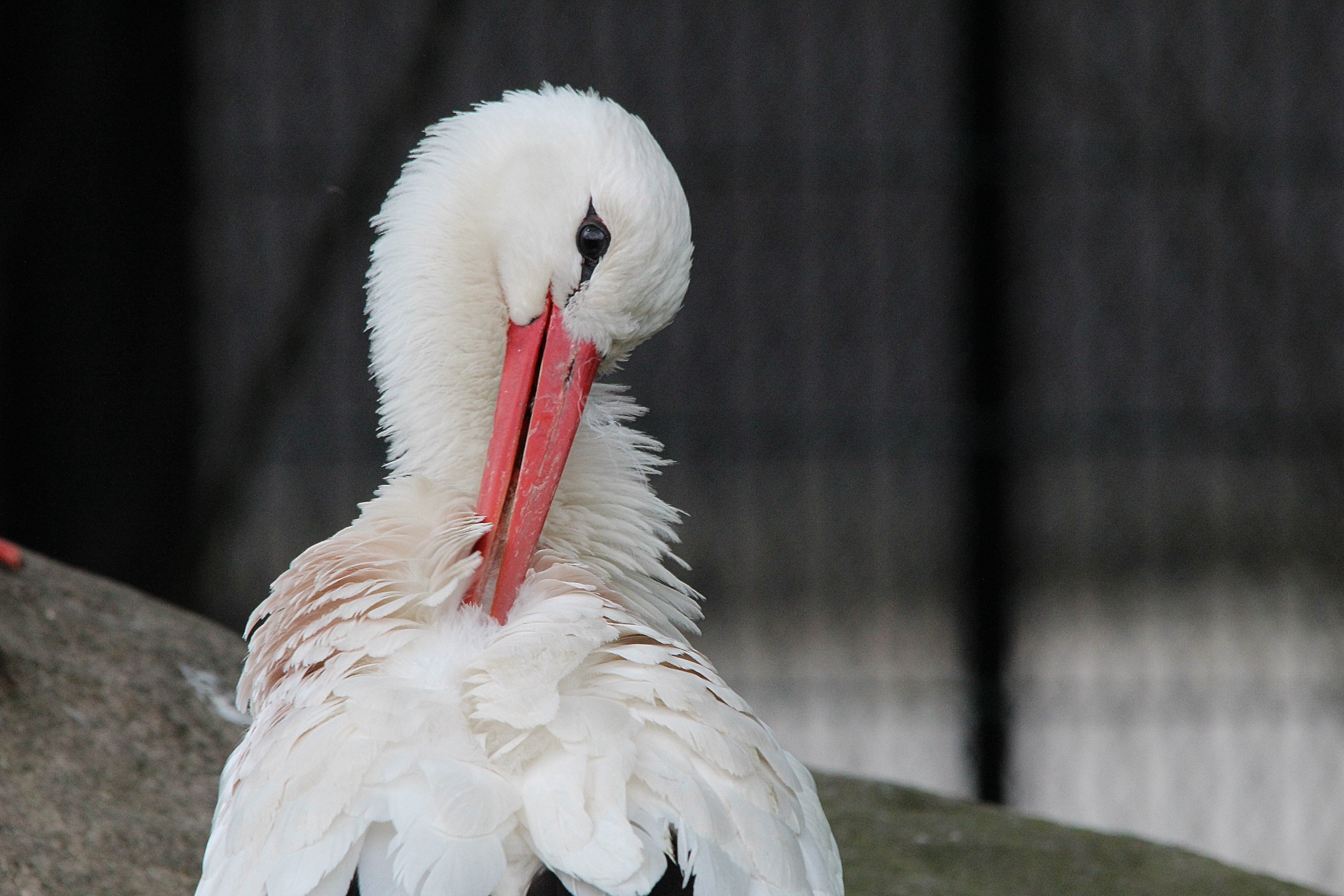 zoo, no people, mountain husen, animals in the wild, nature, birds, adebar, stork village, animal wildlife, focus on foreground, stork, animal head, day, HD Wallpaper