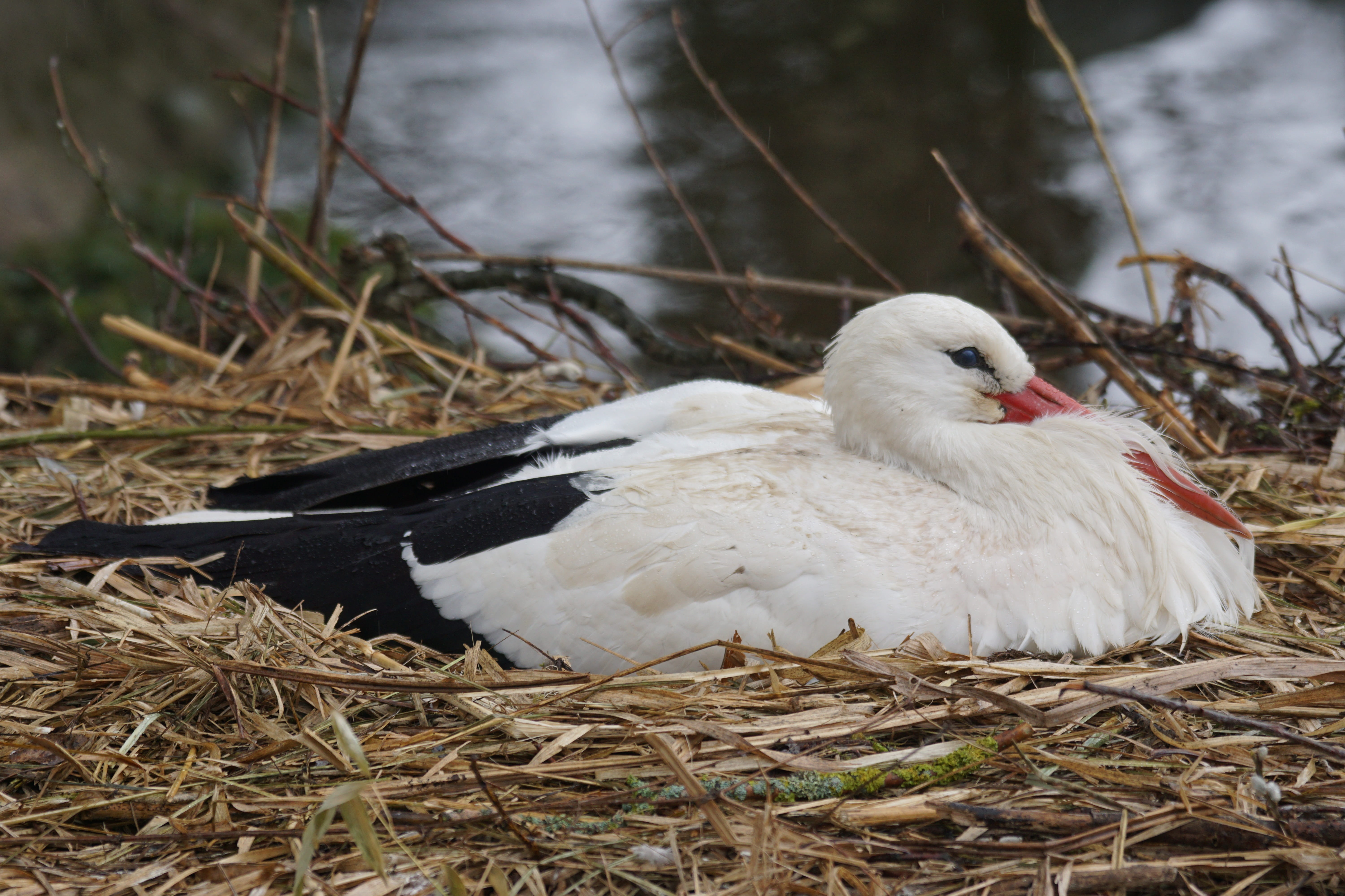 one animal, stork, wildlife photography, white stork, adebar, close-up, animal nest, animals, 5K, animal themes, outdoors, vertebrate, white color, animal, HD Wallpaper