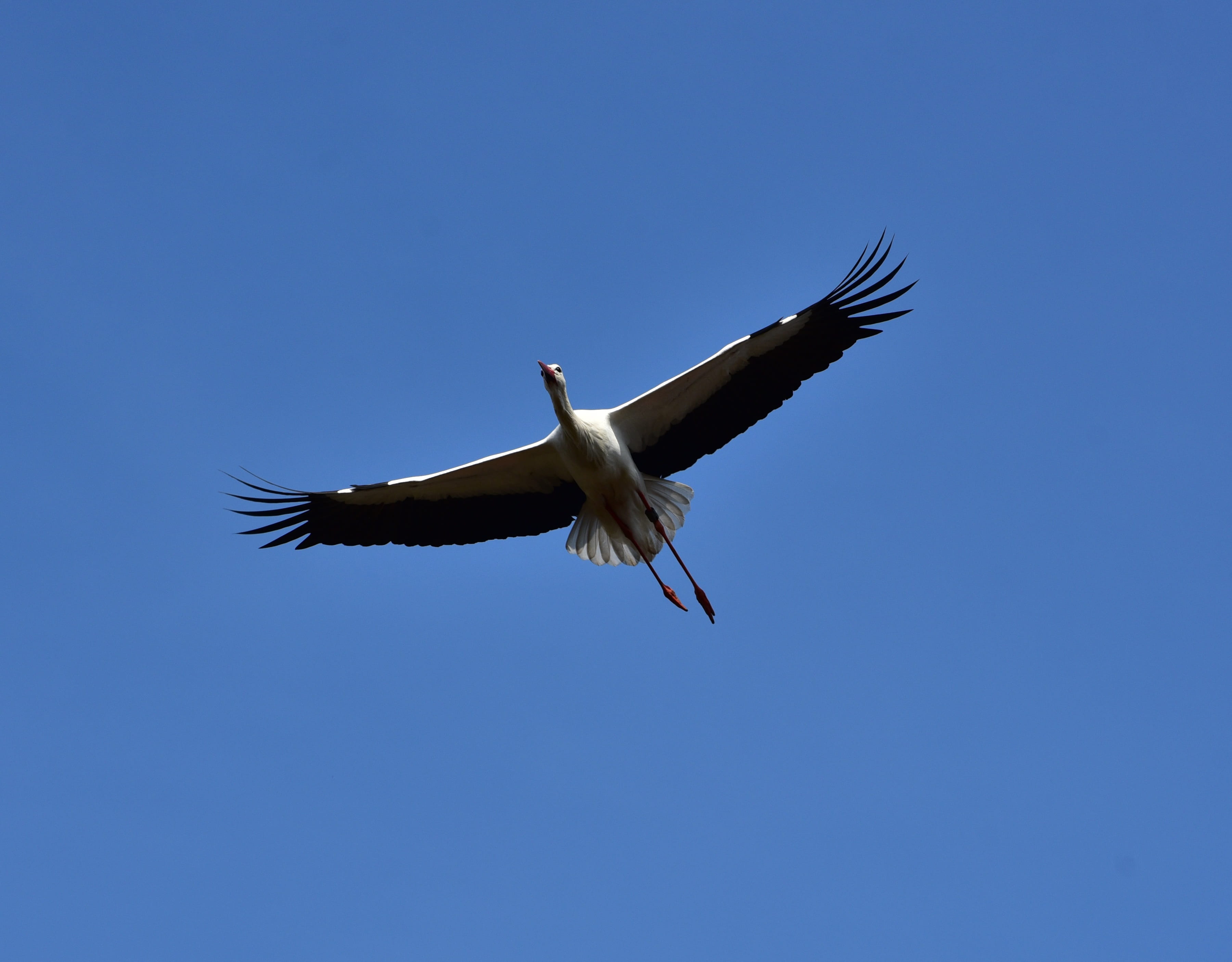 animal Wing, Black White, 2K, adebar, elegant, above, sky, animal, rattle stork, bill, animals In The Wild, nature, white stork, Stork, spread wings, animal body part, HD Wallpaper