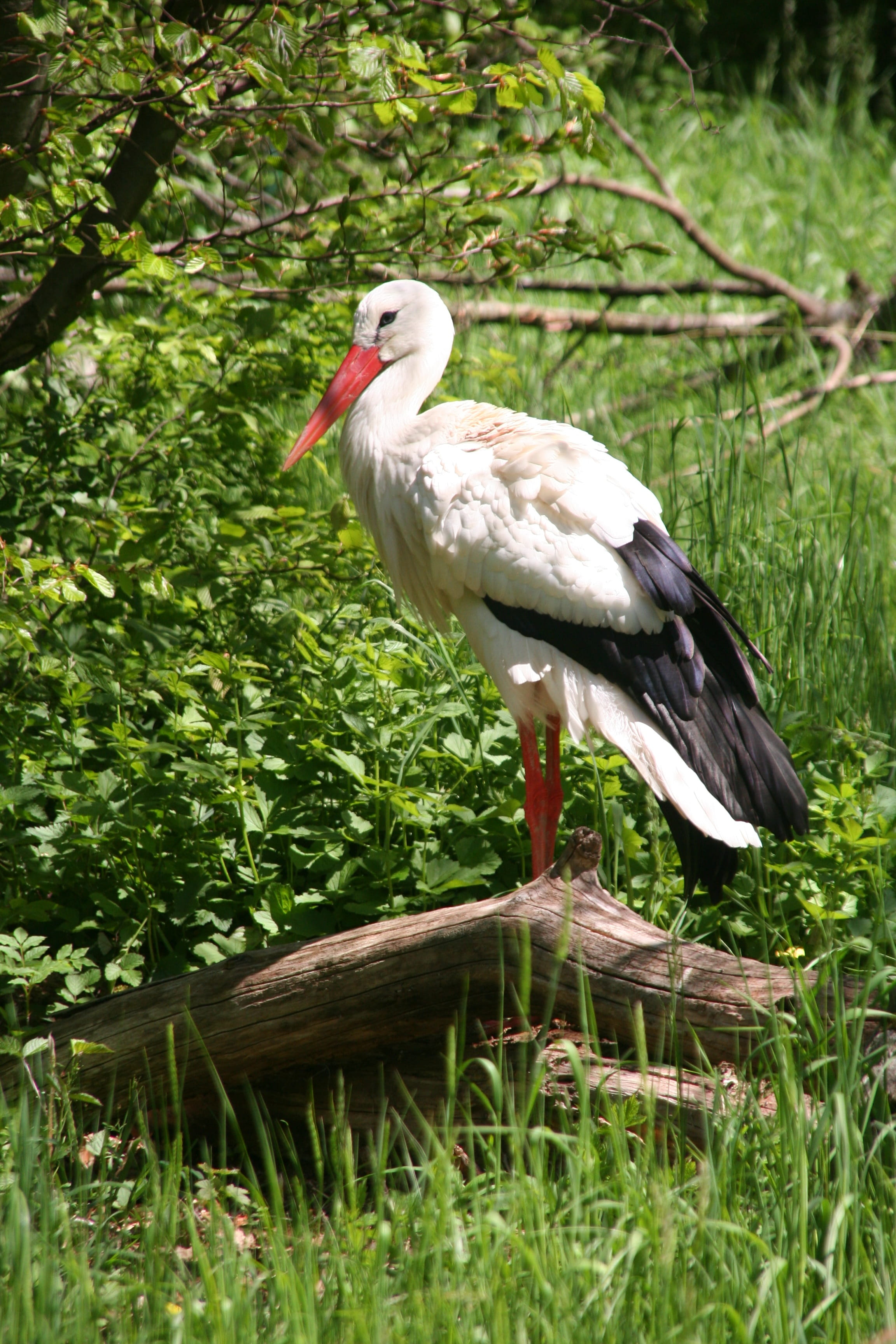Birds, animal themes, stork, wildlife, beak, perching, animal picture, land, outdoors, Animal, bird, animal Nest, plant, growth, grass, white Stork, Storks, Phone HD Wallpaper